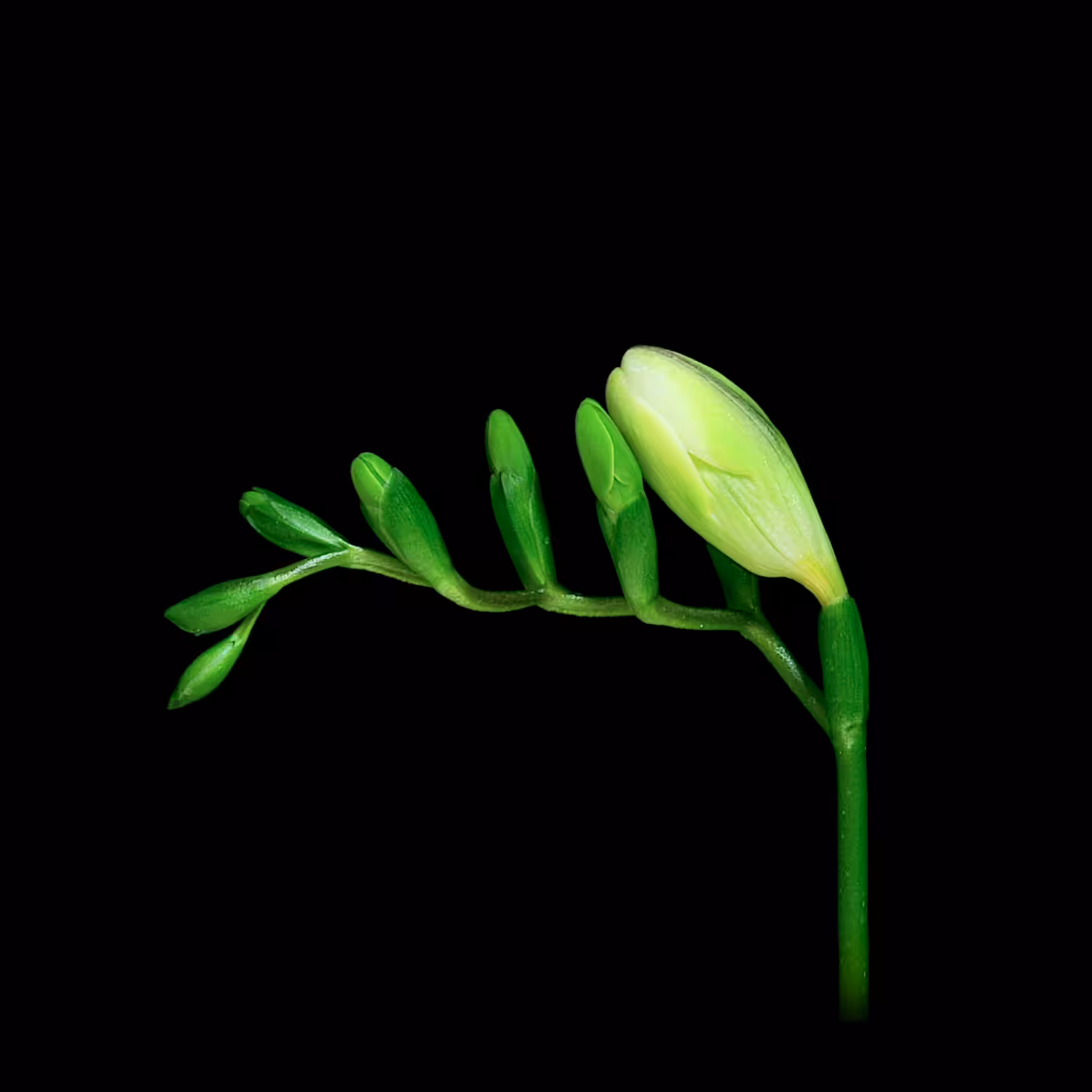 Bloom / #005-001-菖蒲水仙