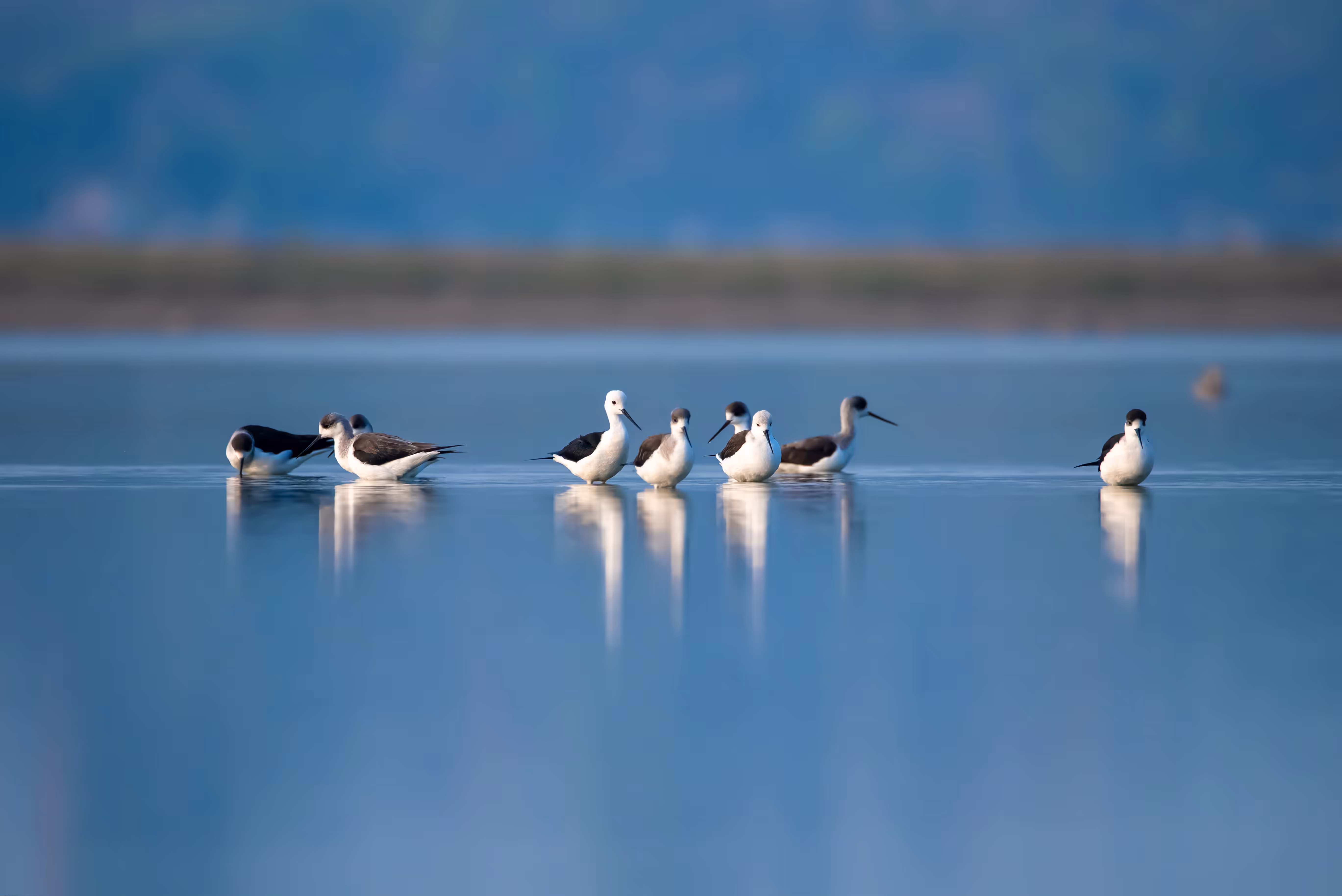 Black Winged Stilt