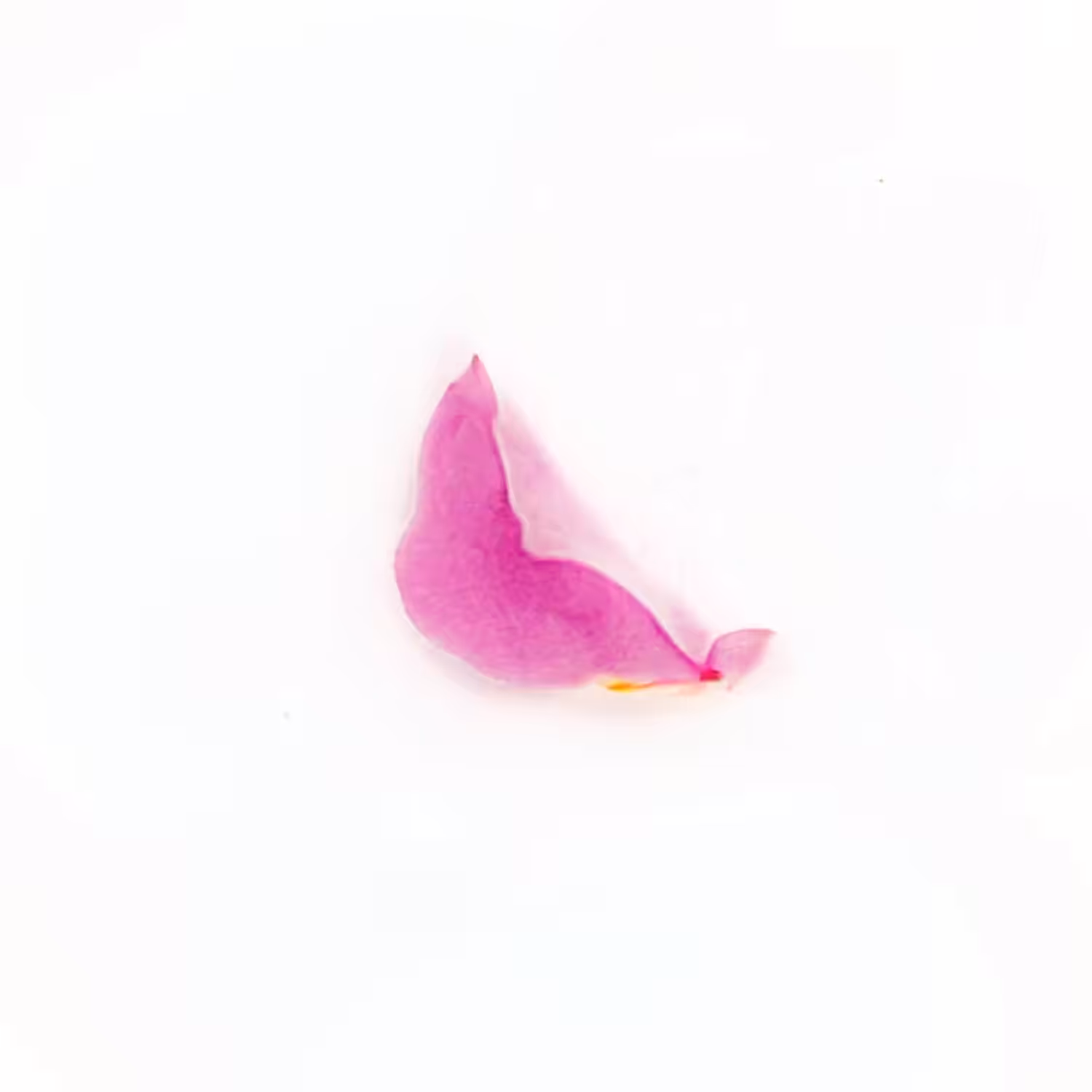 Infinite Petals 1x1#112
