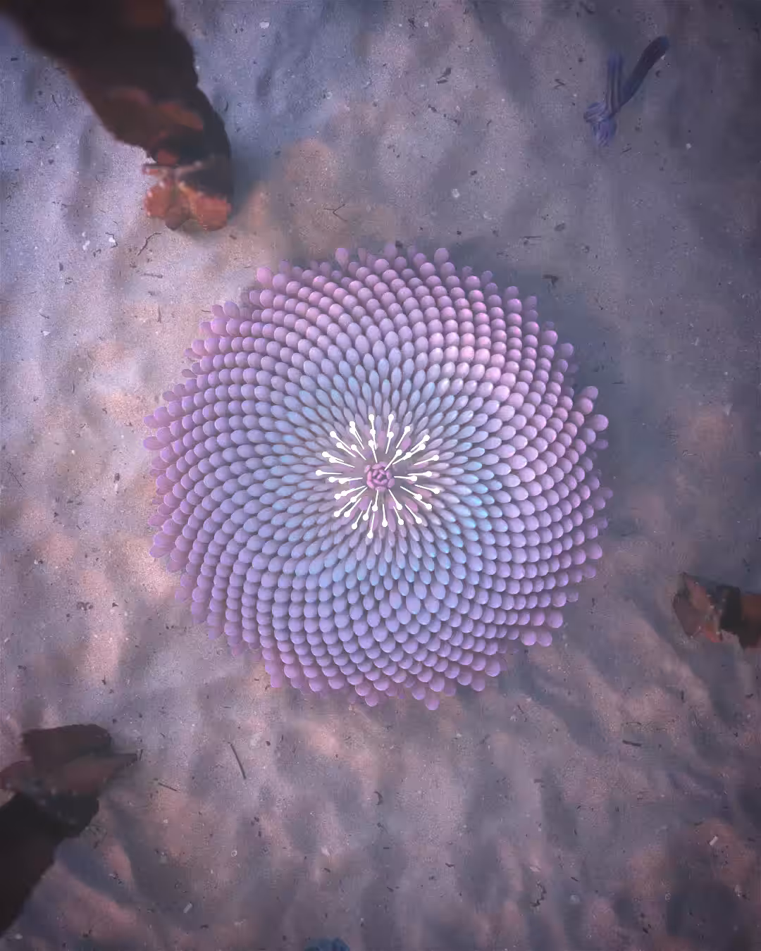 The Flower Balloon