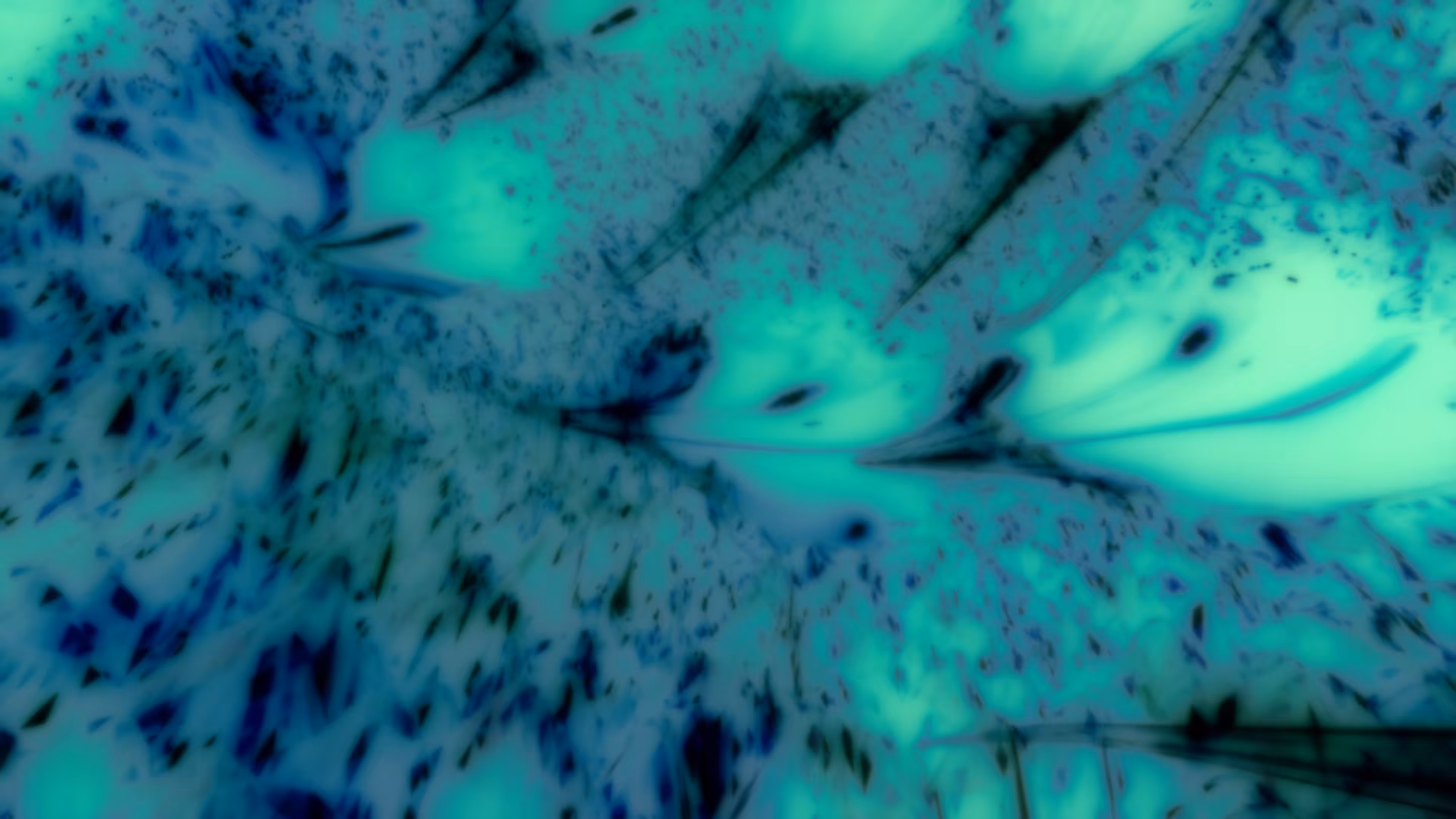 Blue Leopard 