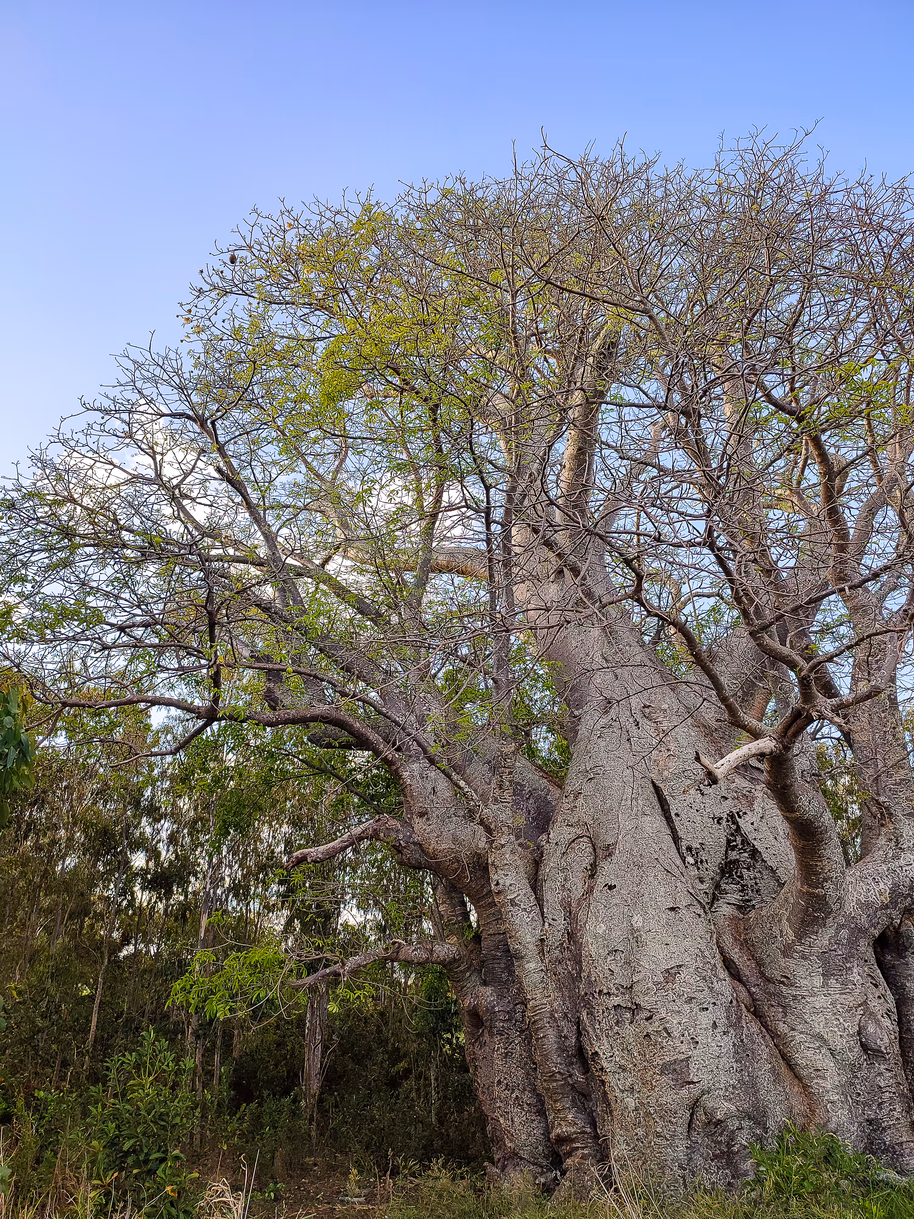 "Le vieux Baobab"