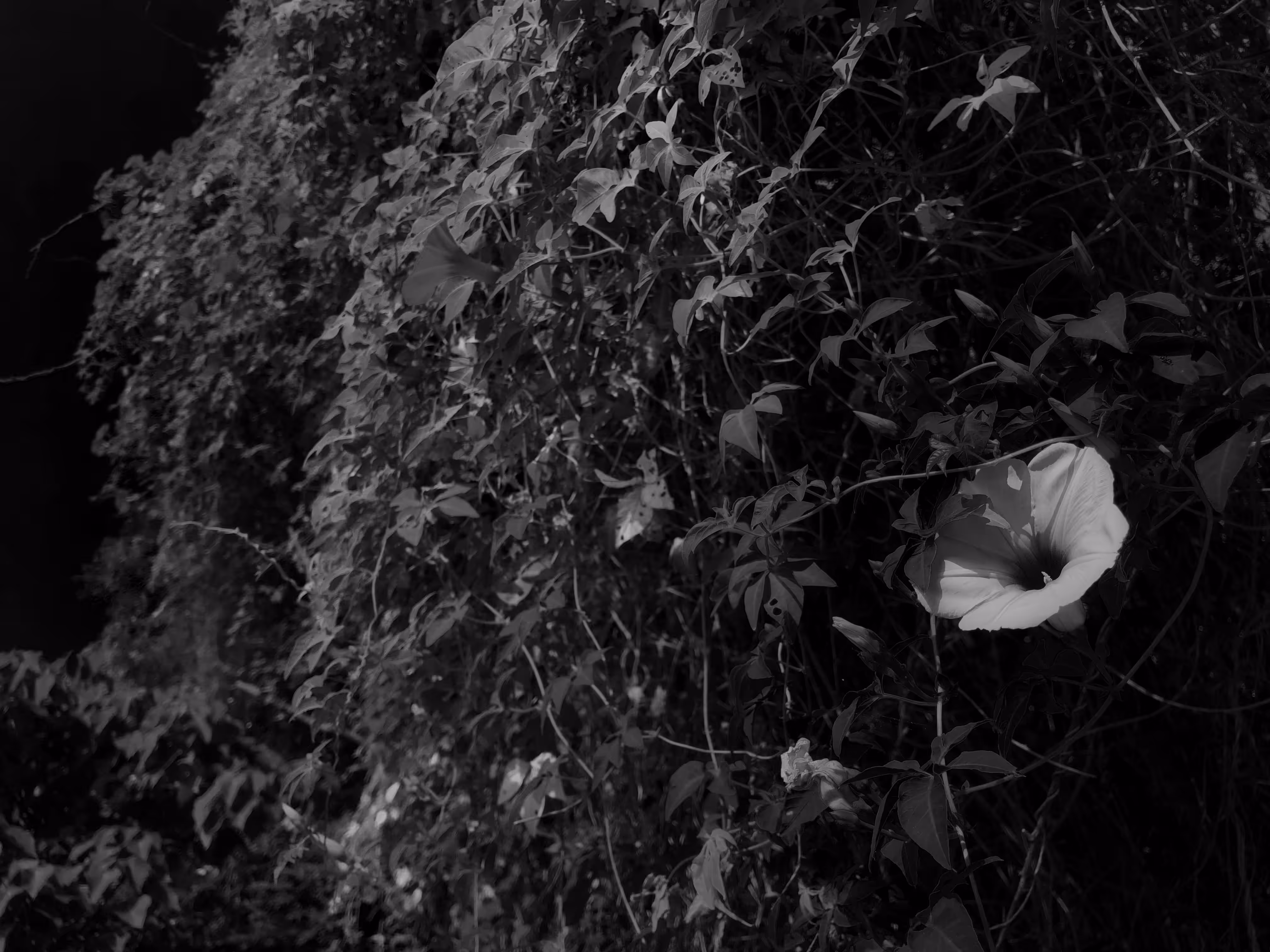nature(mido) #3