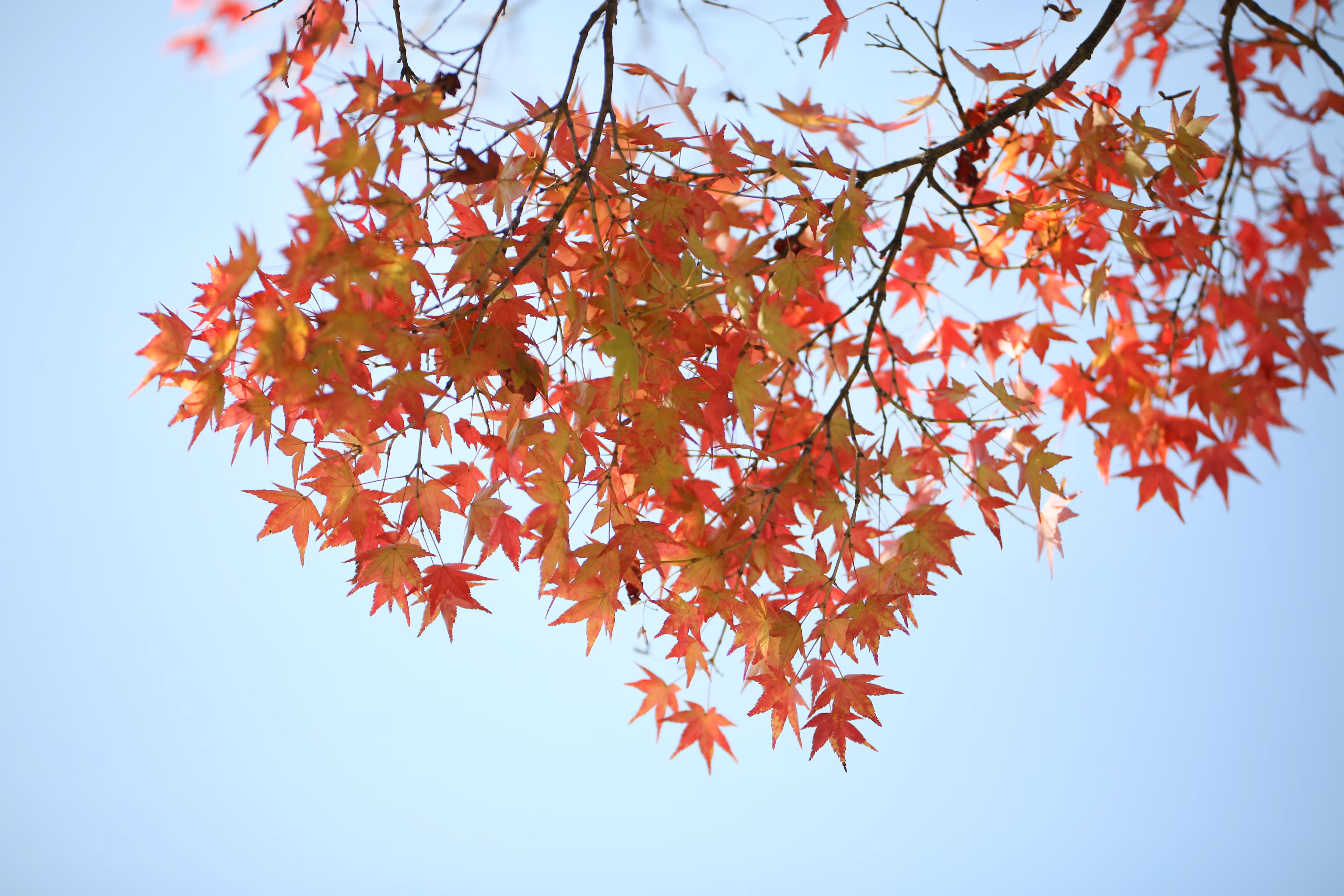 Momiji