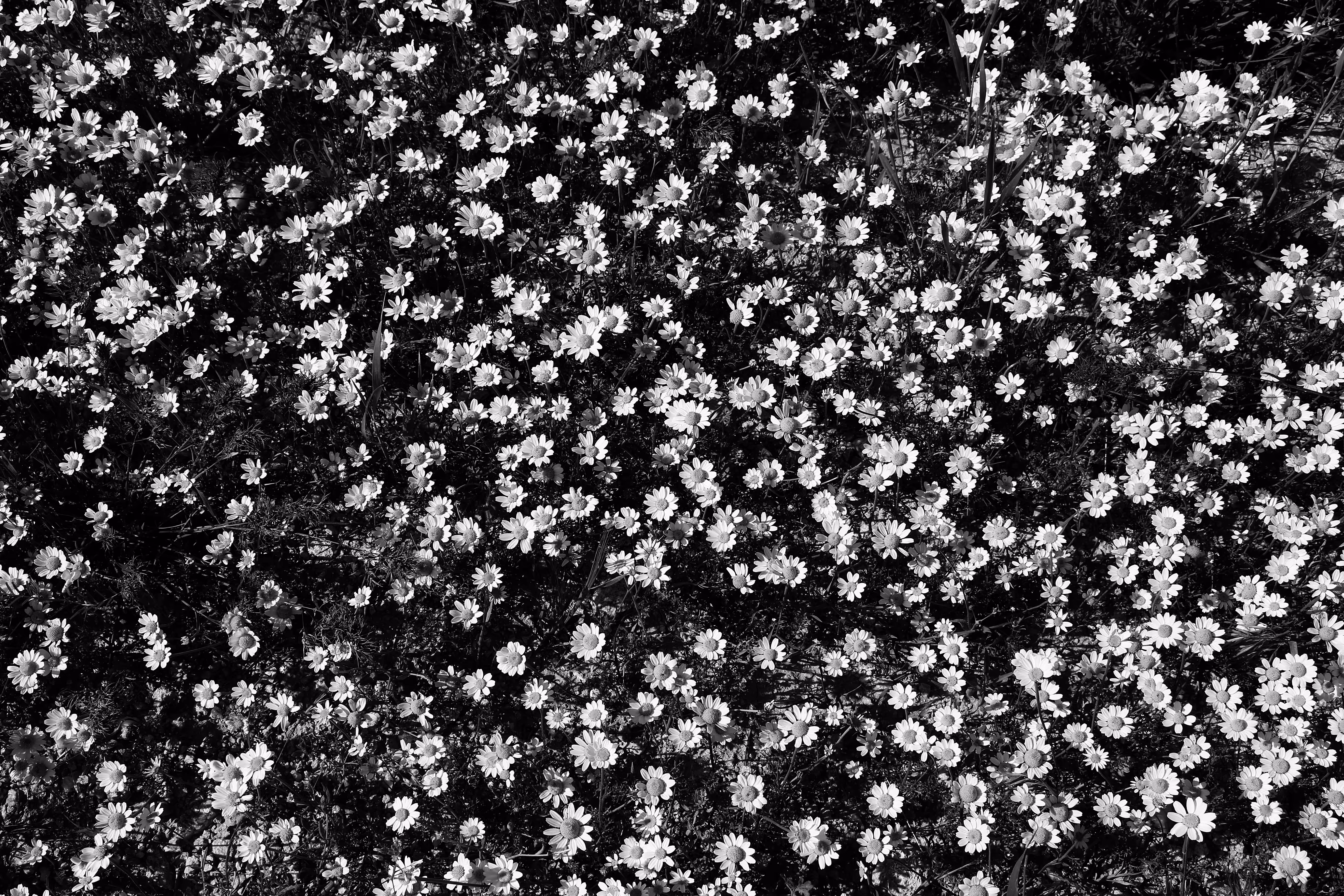 Chamomile Plain