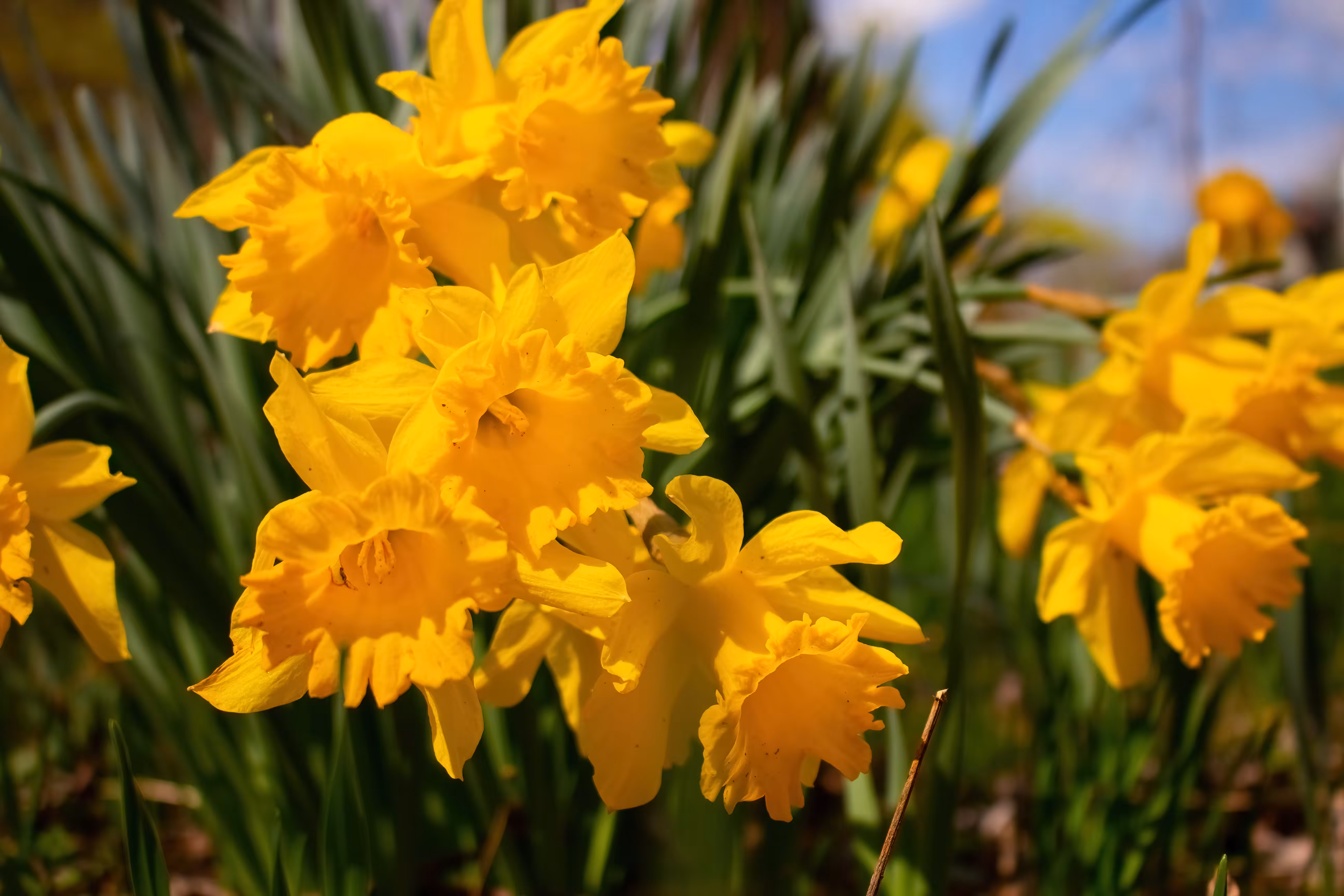 Spring Colors 3