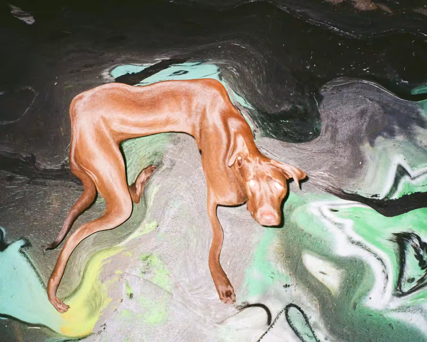 maansi jain "party dawg (upon a bushwack arts district rooftop)" (2022)