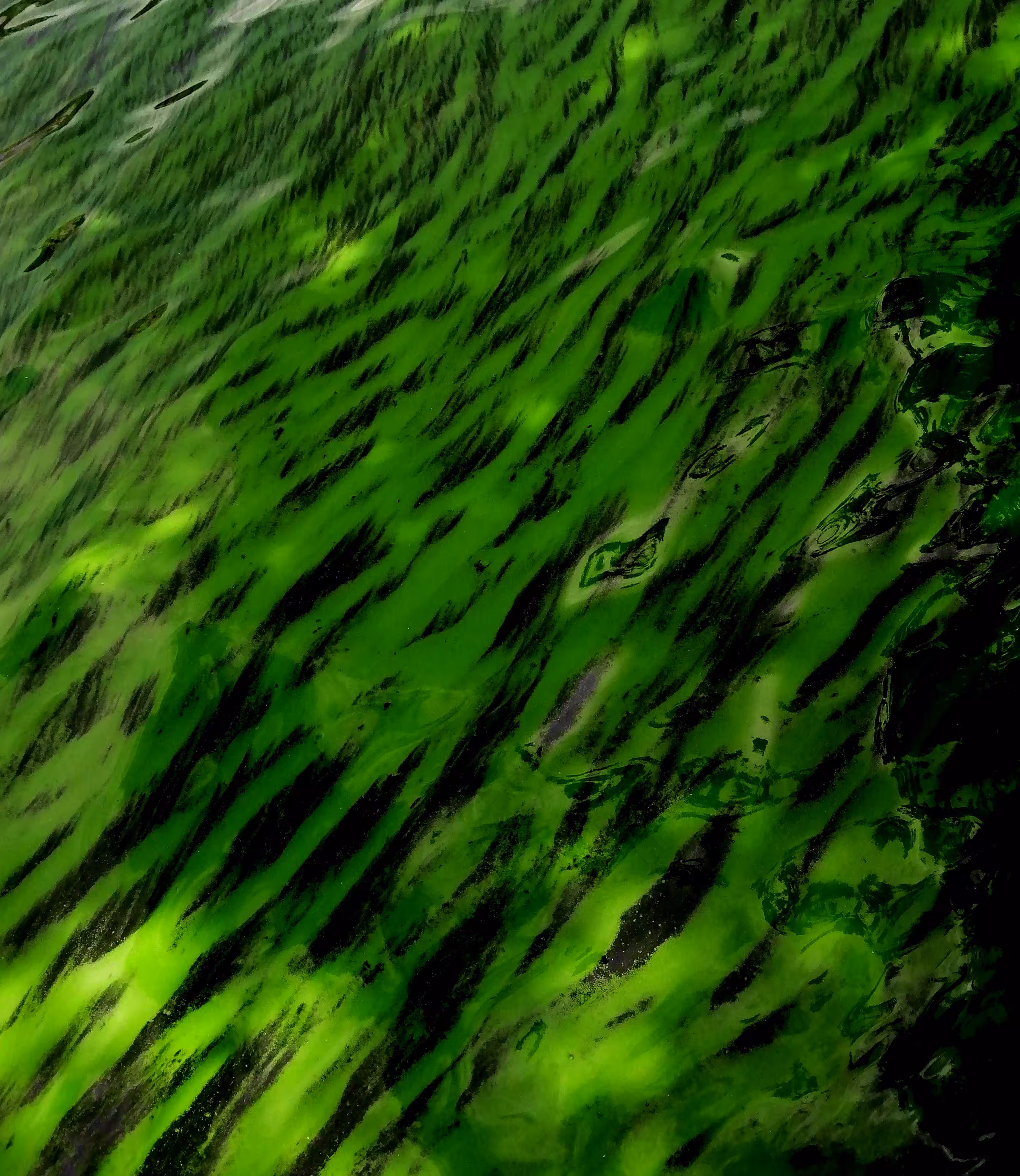Cyanobacteria 