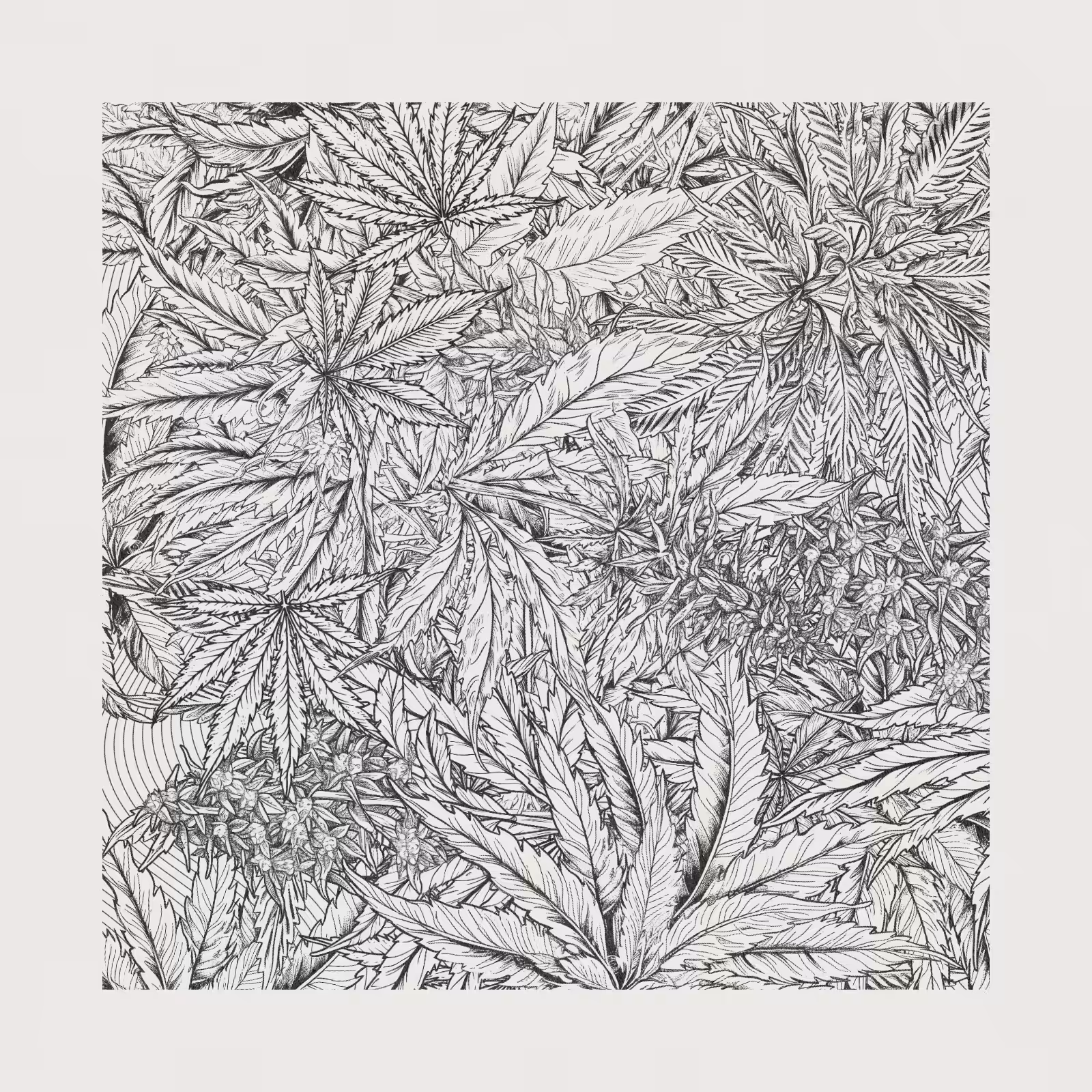 zancannabis #228