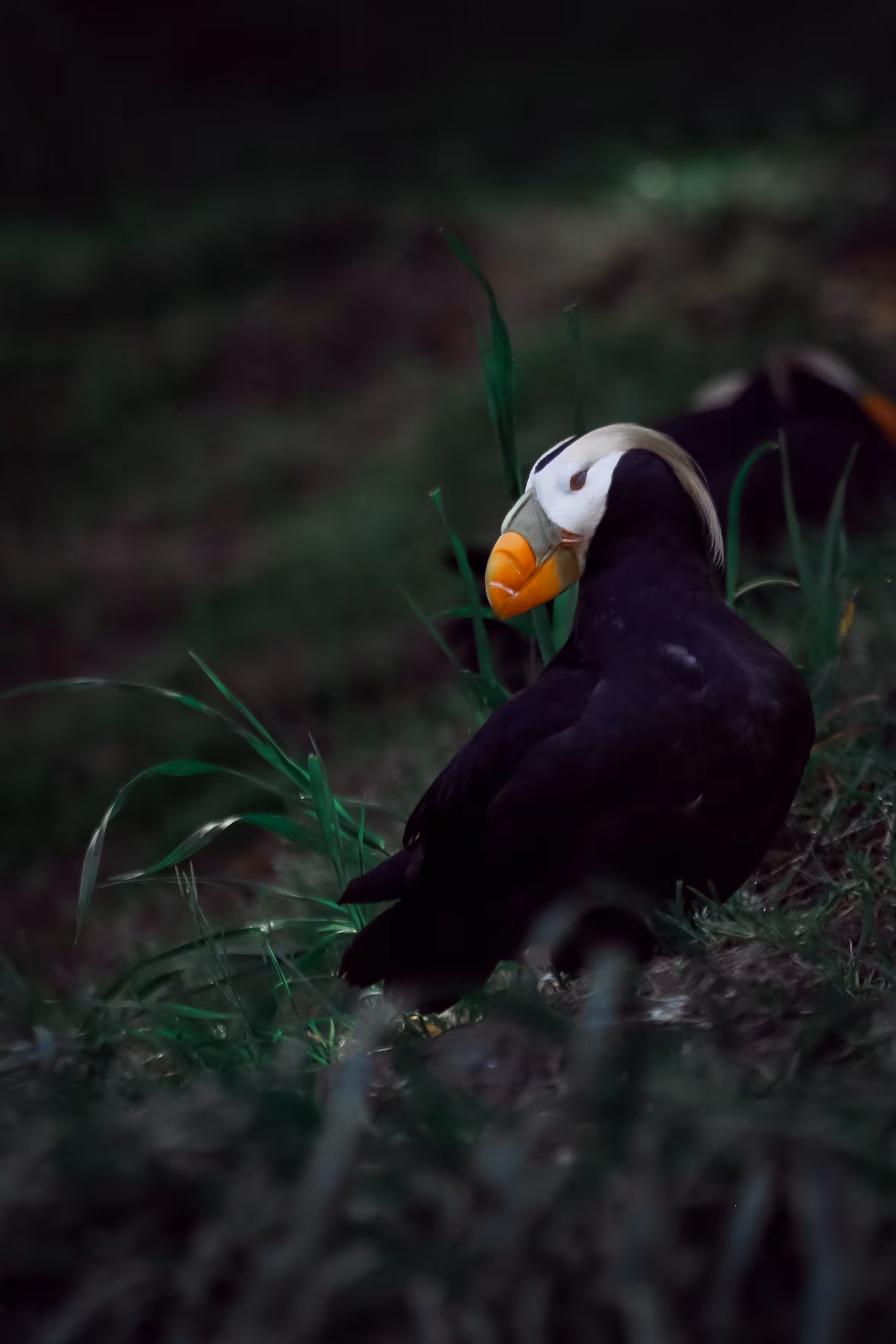 Puffin