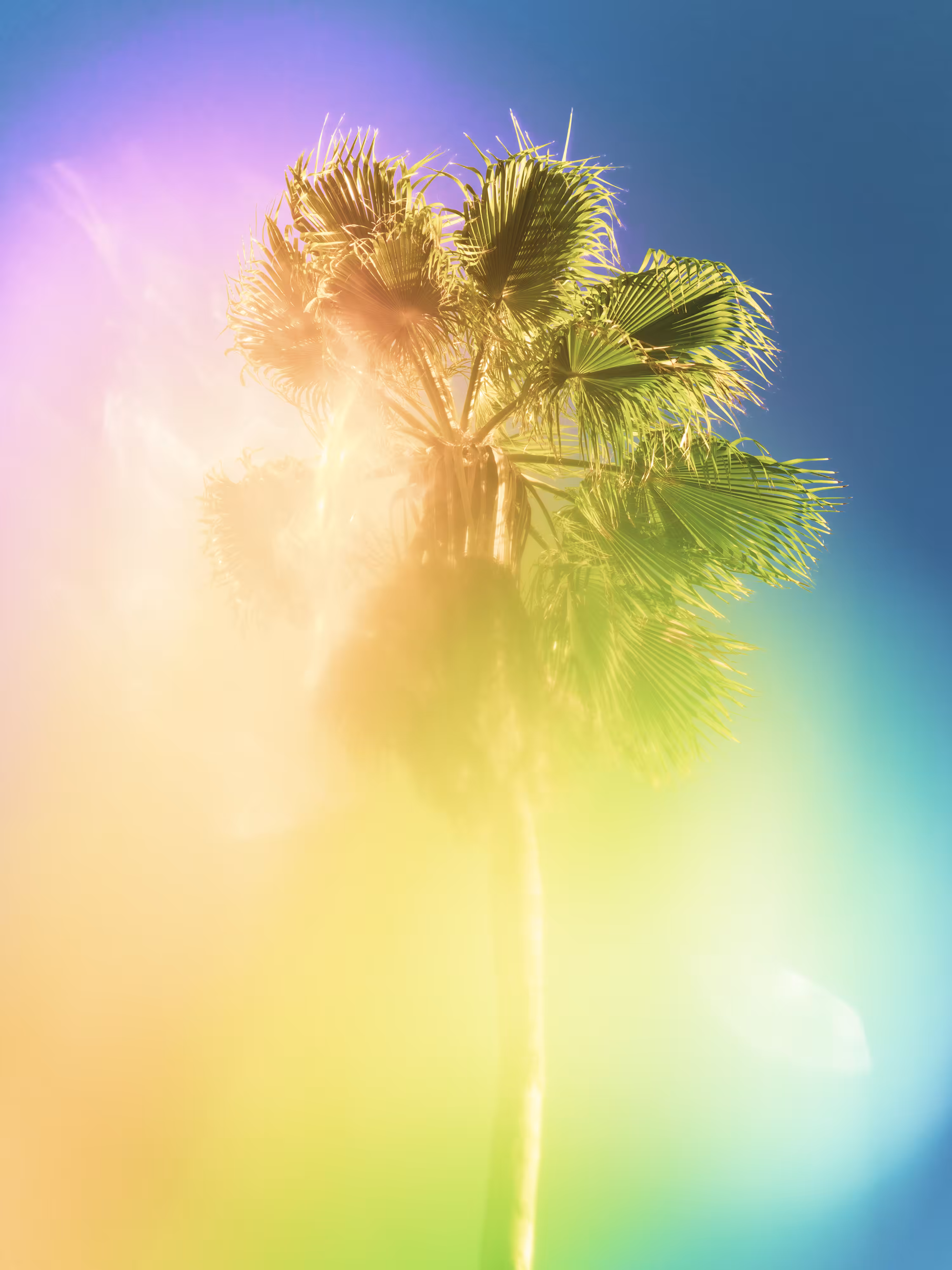 Palm #5