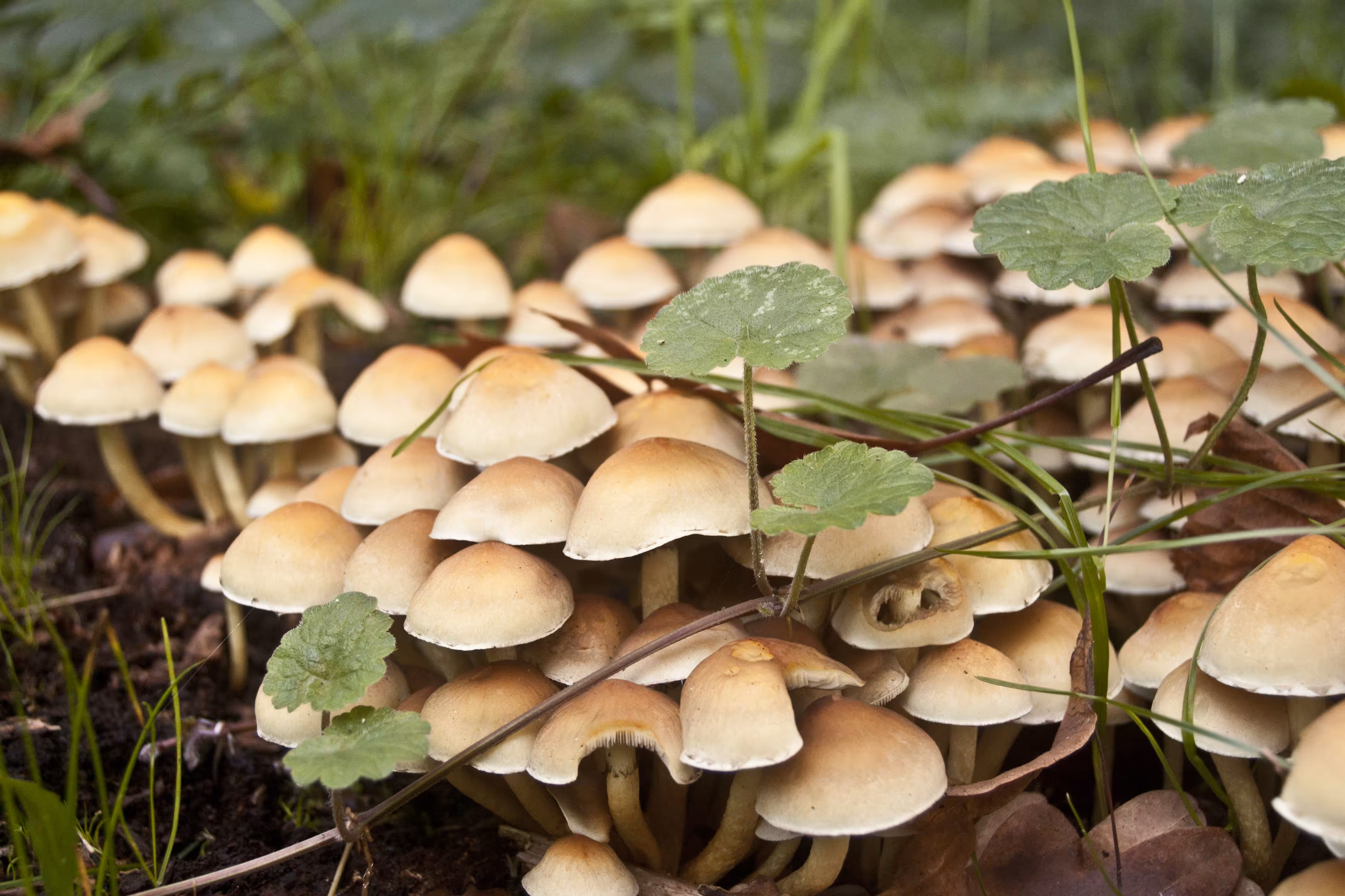 Fungus among us!