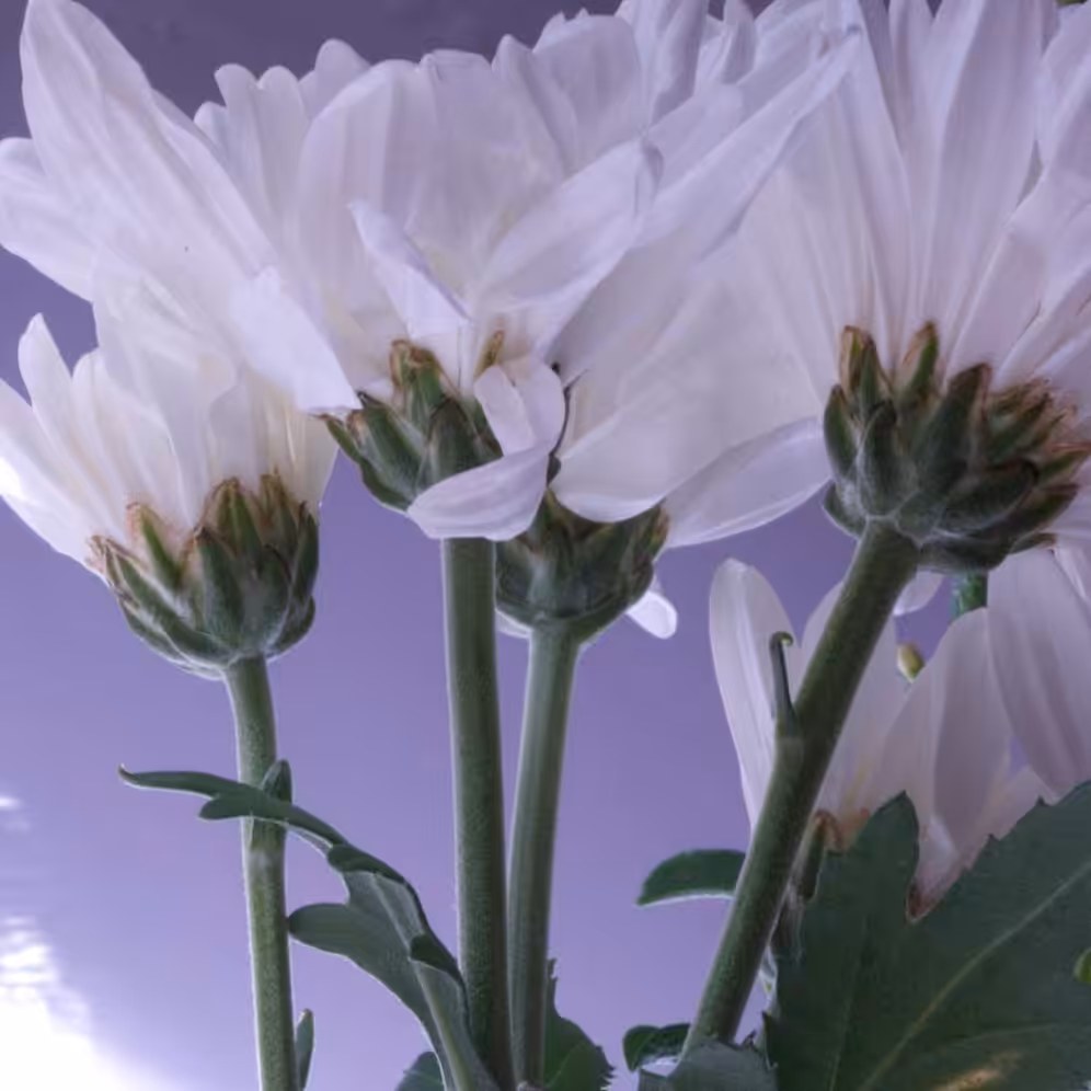 First Daisys 