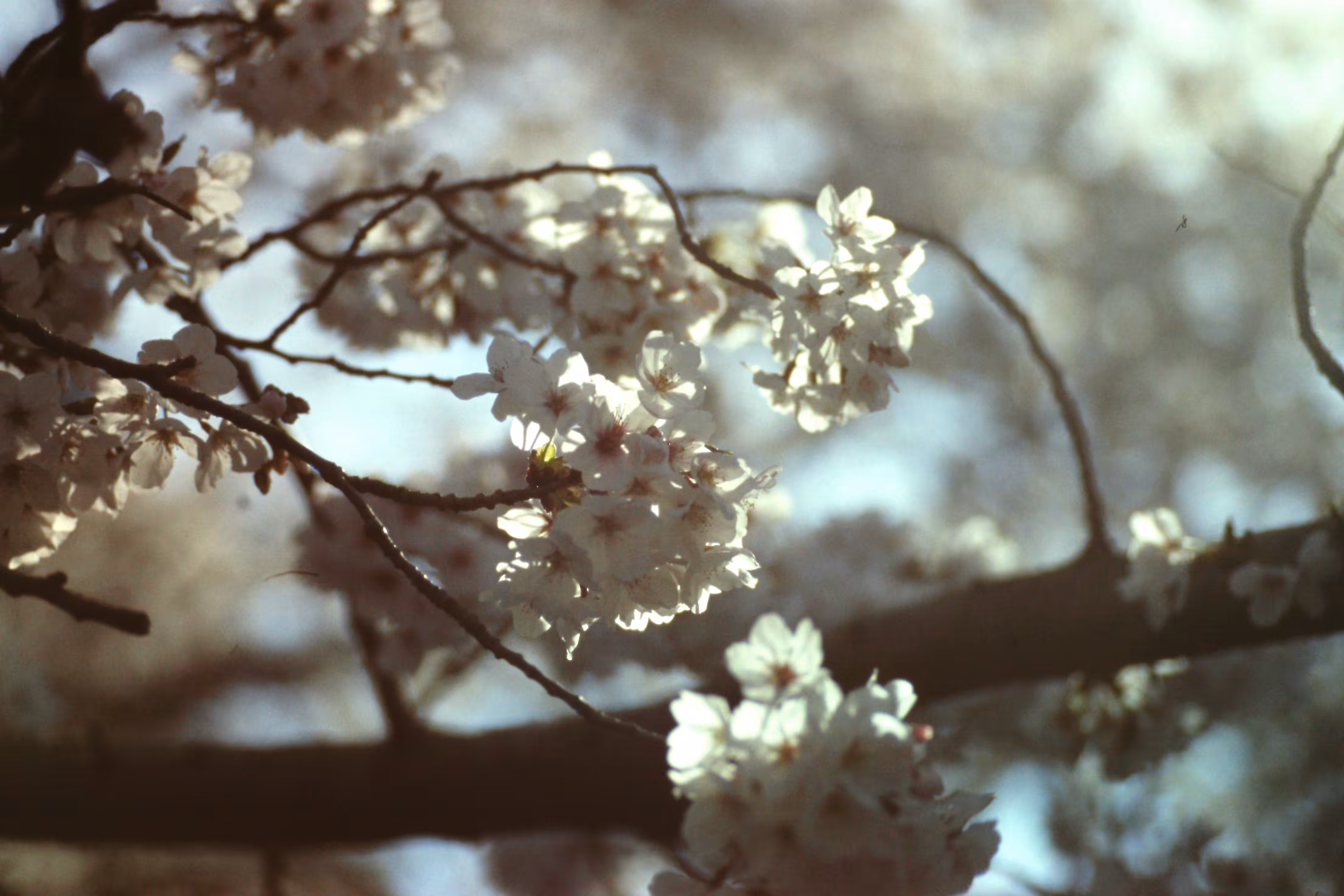 The World of Film - Beautiful World