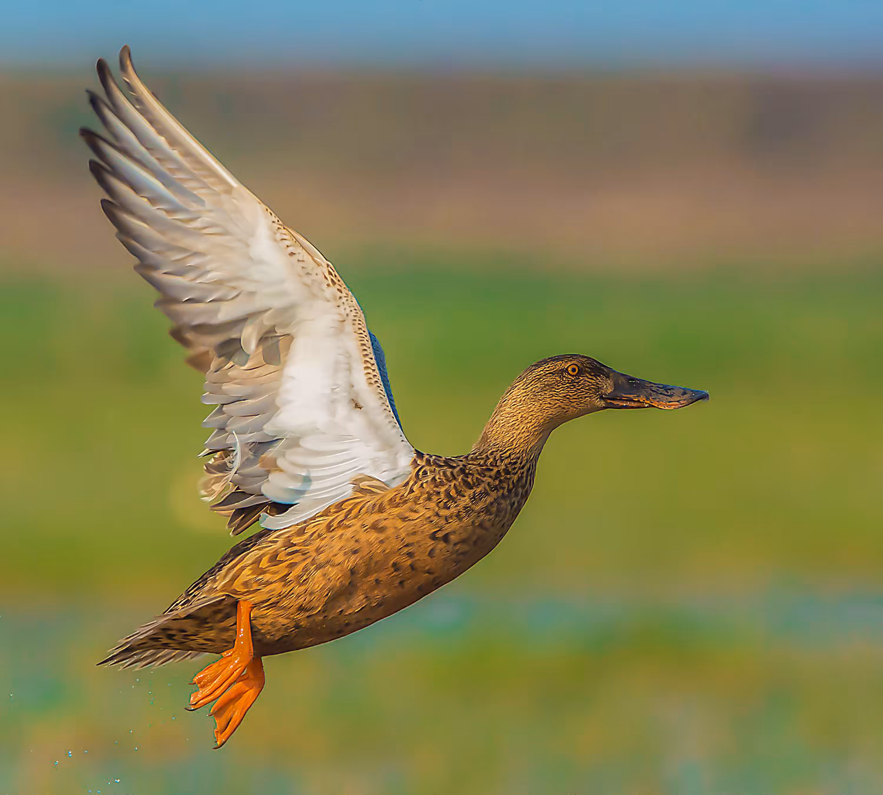 Northern Shoveler - Female