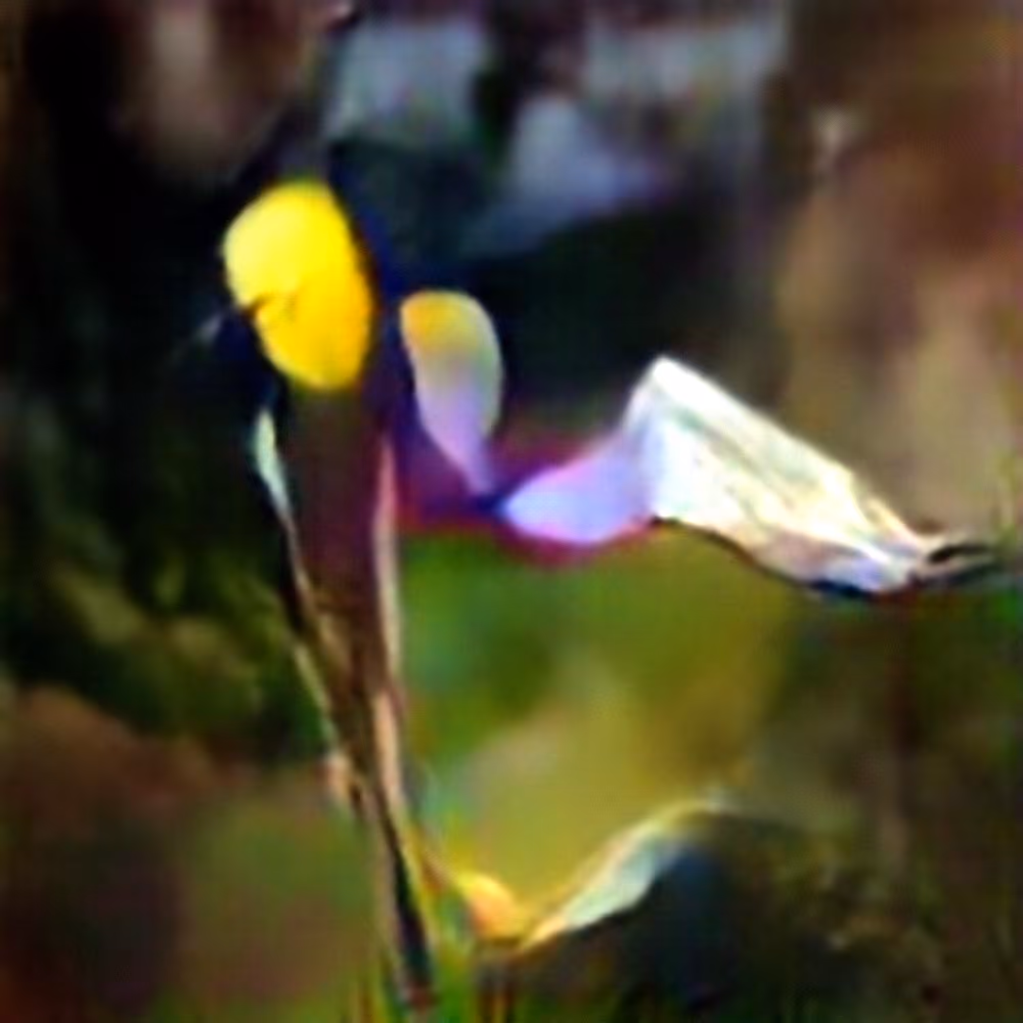 Eastern Purple Bladderwort #3 (Corpus: American Predators)