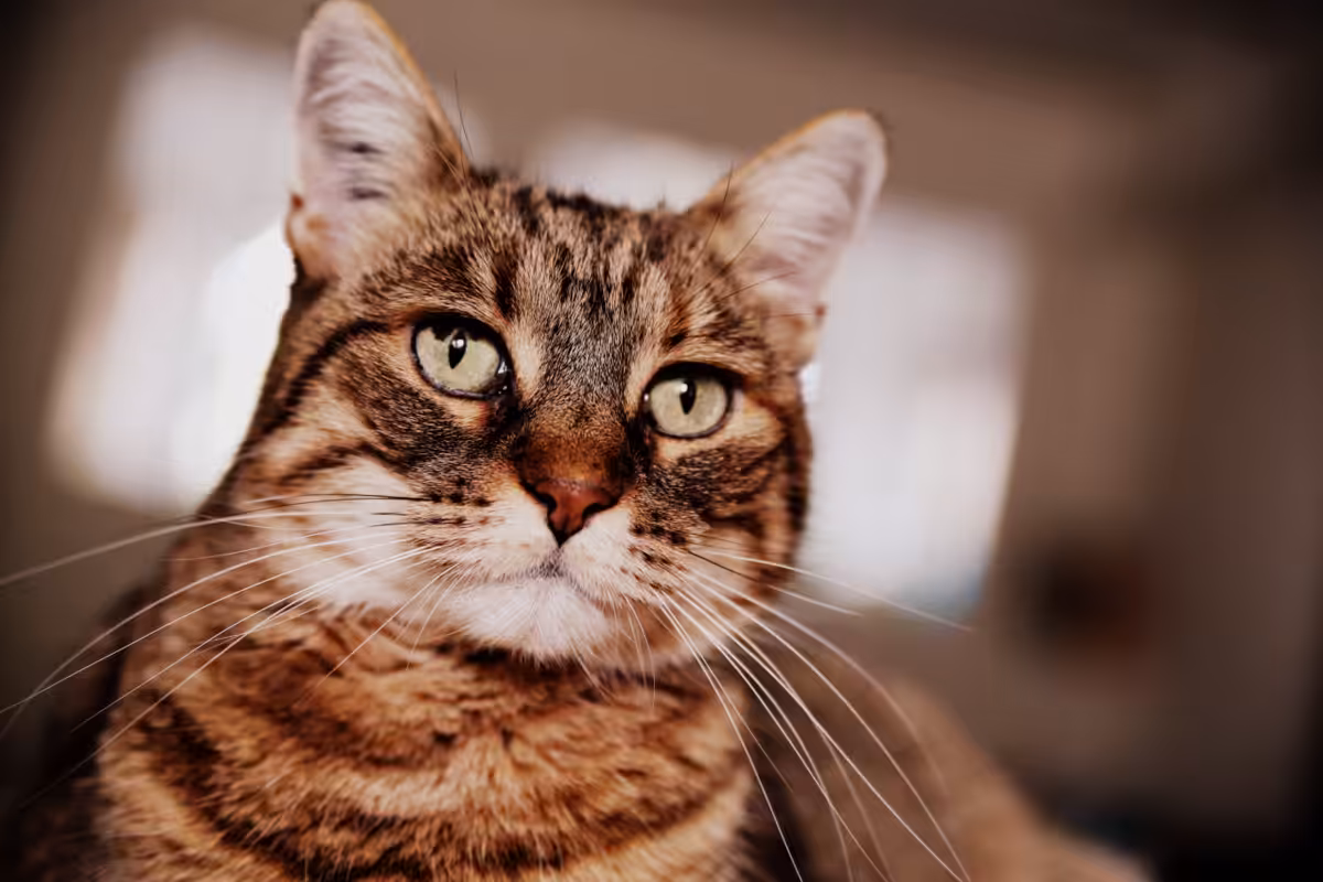 tigrette