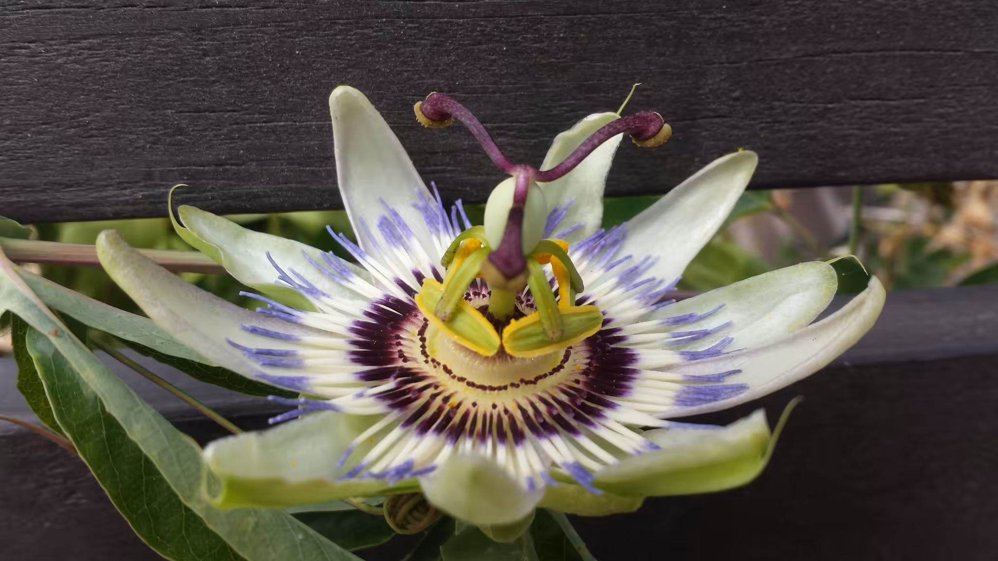 passion flower venice beach