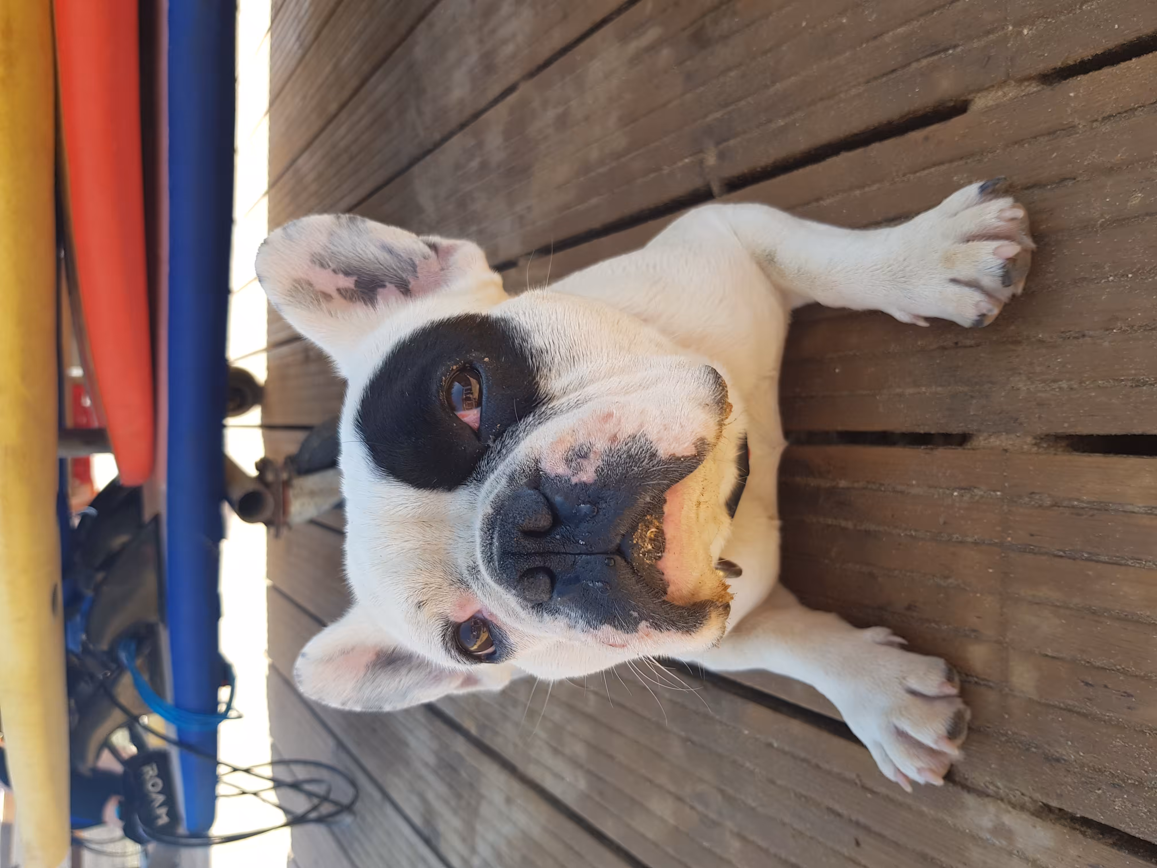 The surfer's dog