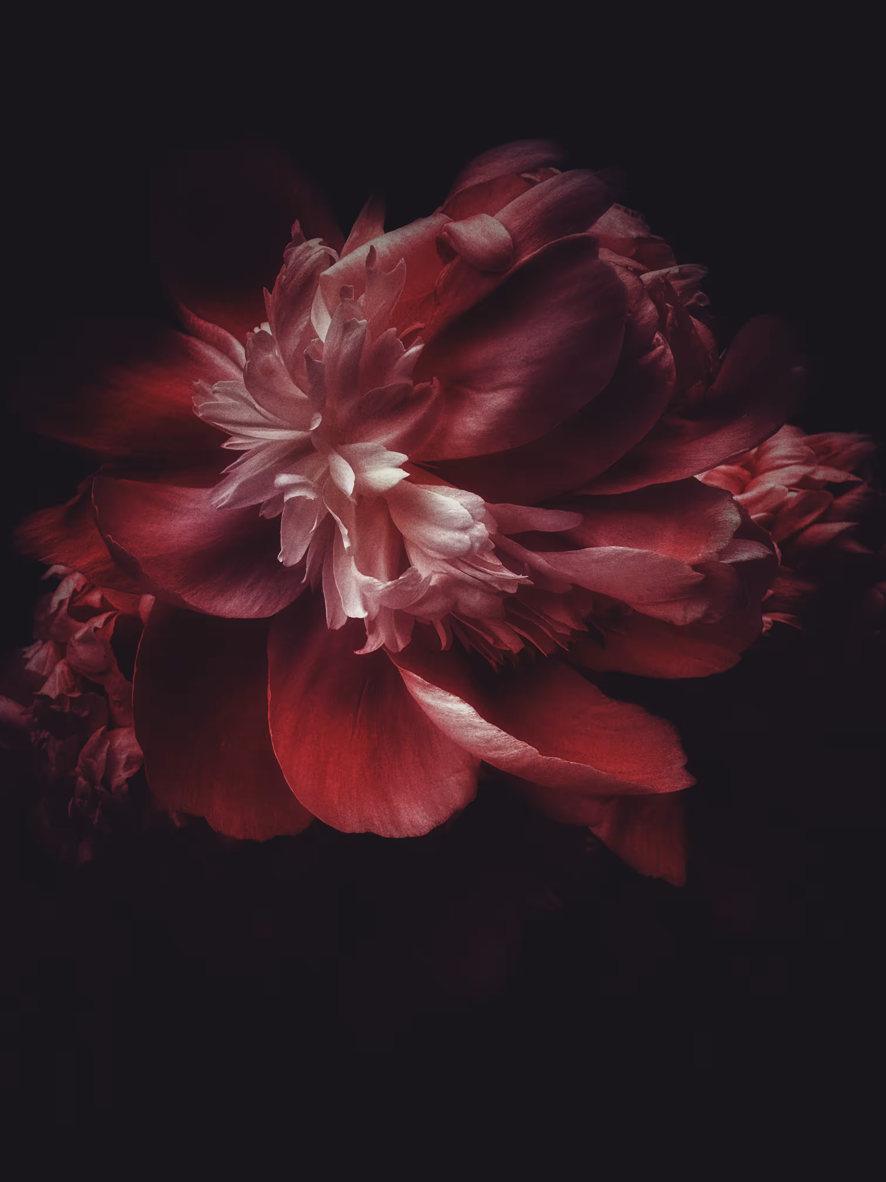 Floral Decadence: Dark Clouds