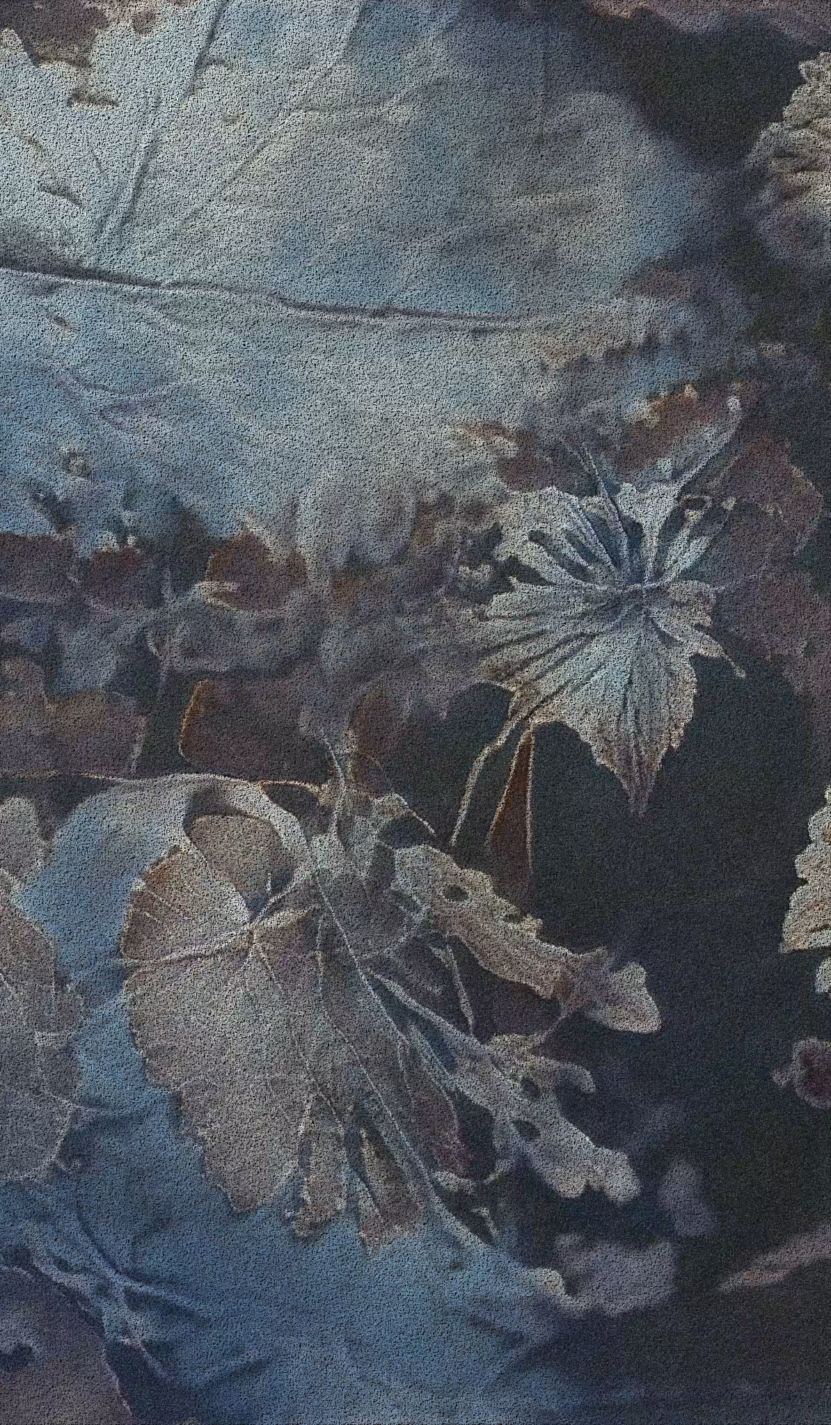 APPARATUS-VITIS: Apparatus Vitis #37