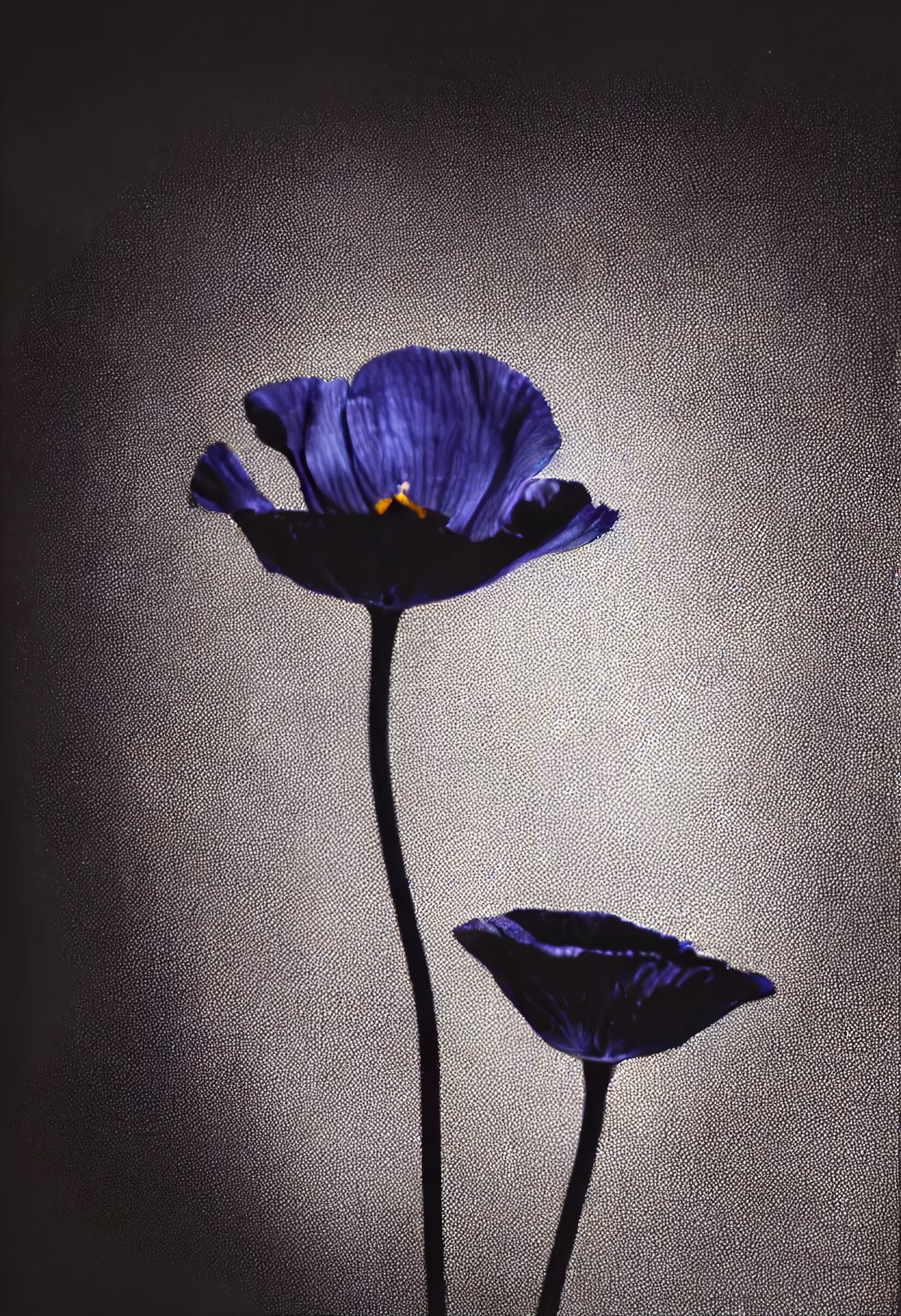 A Flower, Just For You. #6
