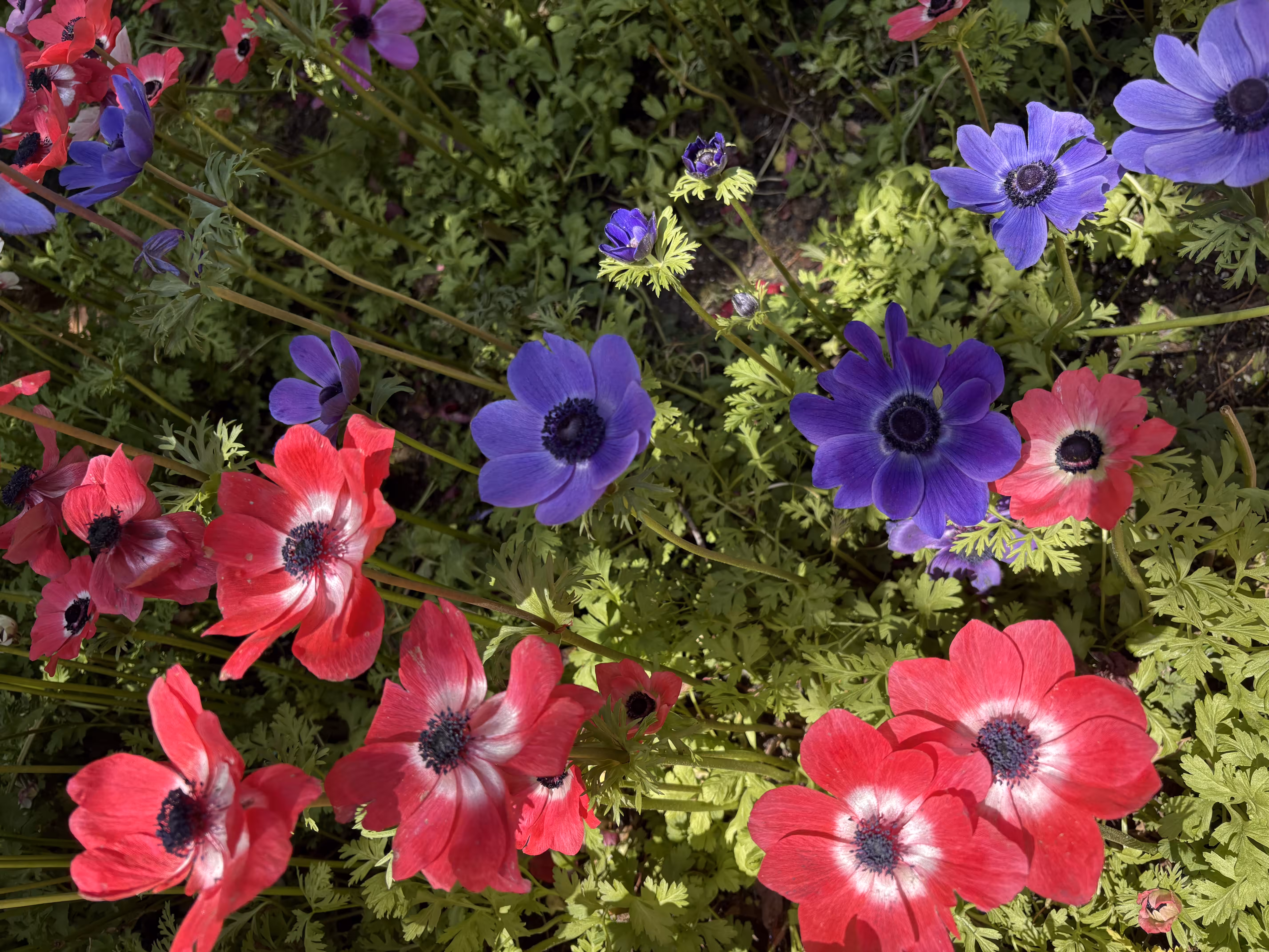 Flower Power 3211116042025520