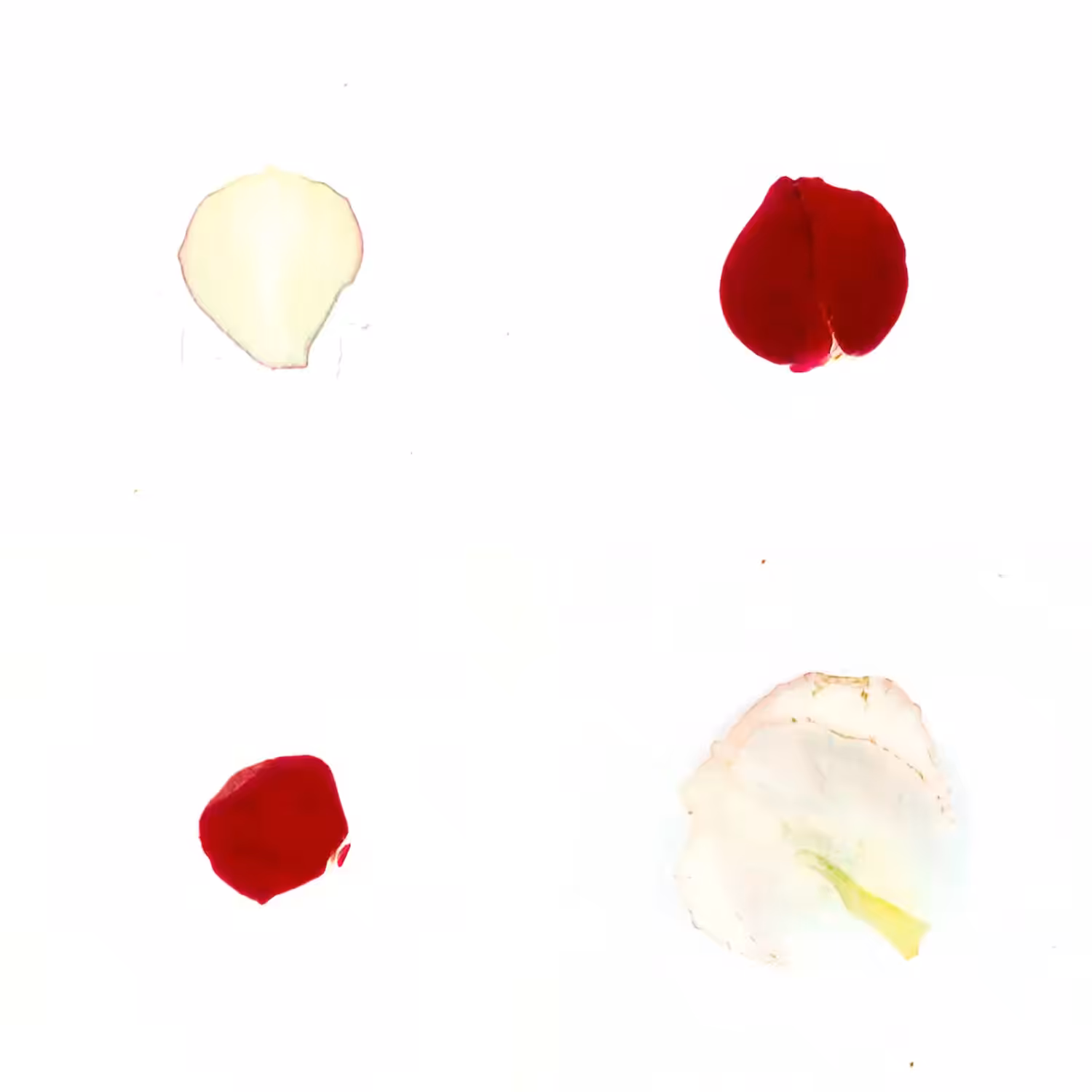 Infinite Petals 2x2#3367