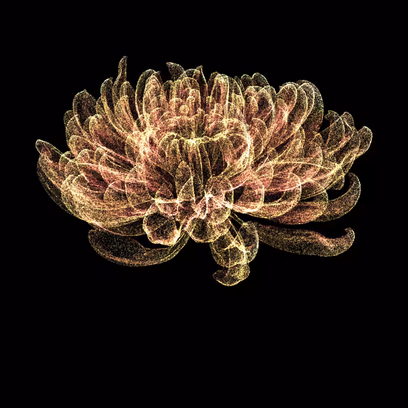 Chrysanthemum Morifolium 30 #96
