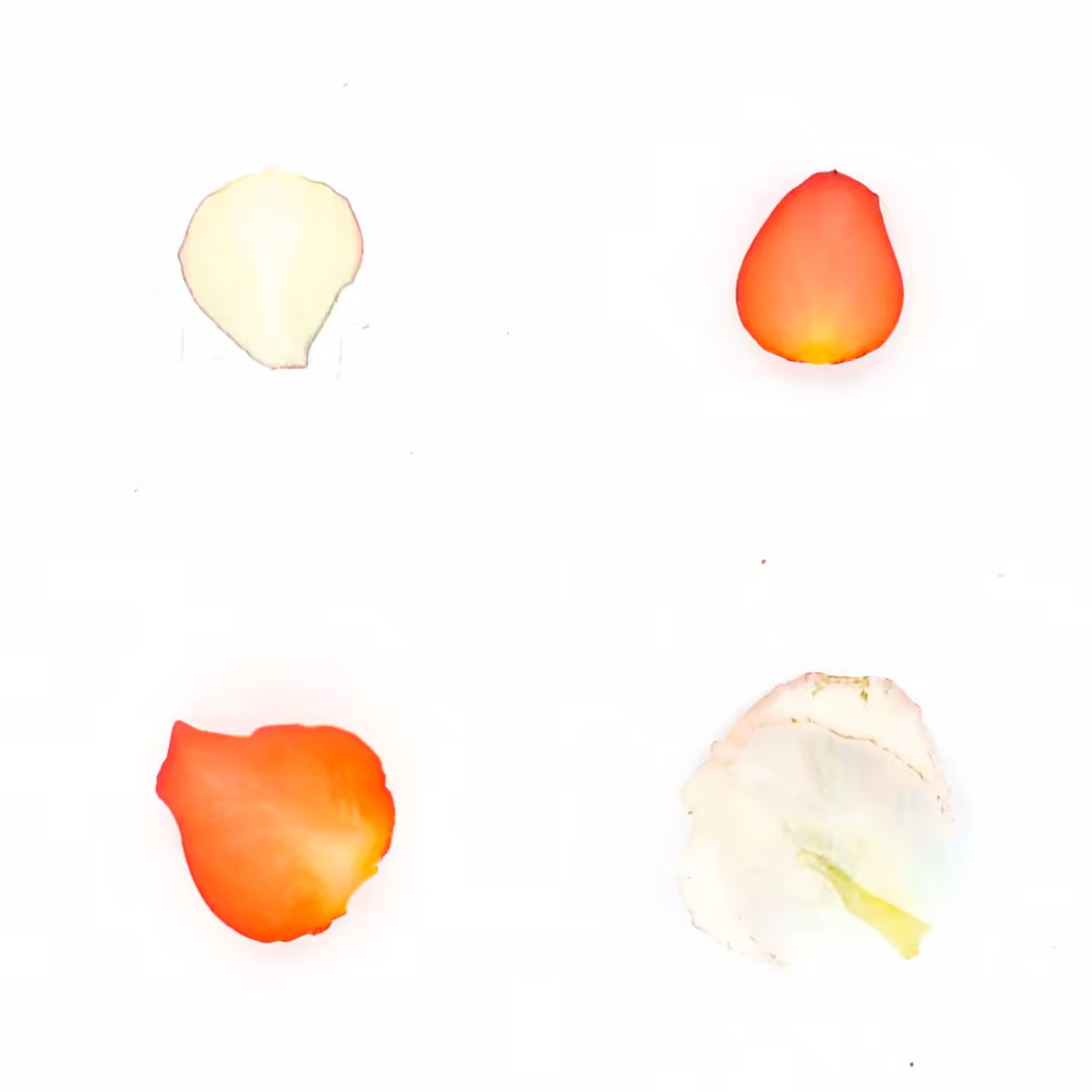 Infinite Petals 2x2#3239