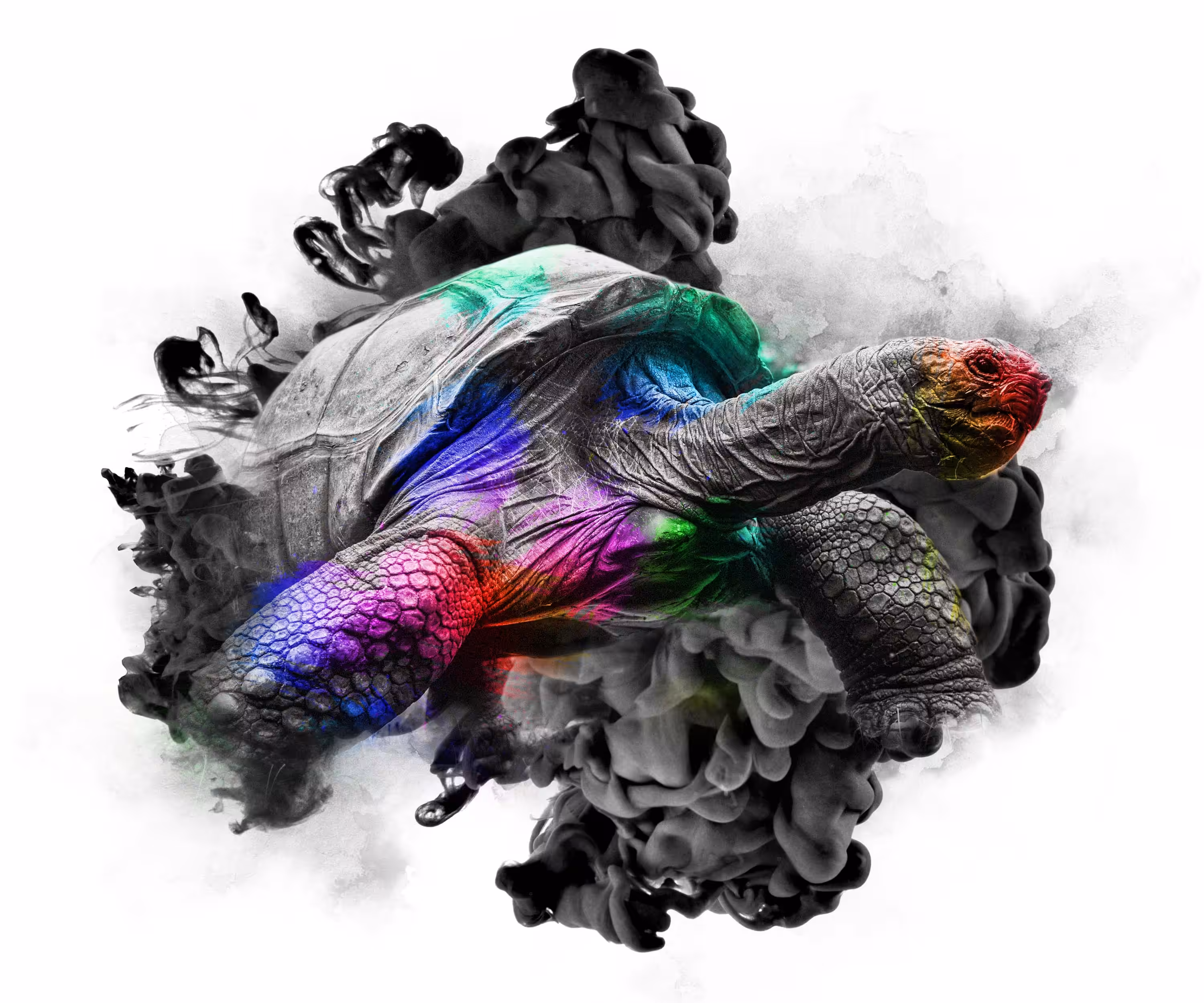 The Animal Kingdom Collection: VENOM PSYCHEDELIC - TORTOISE