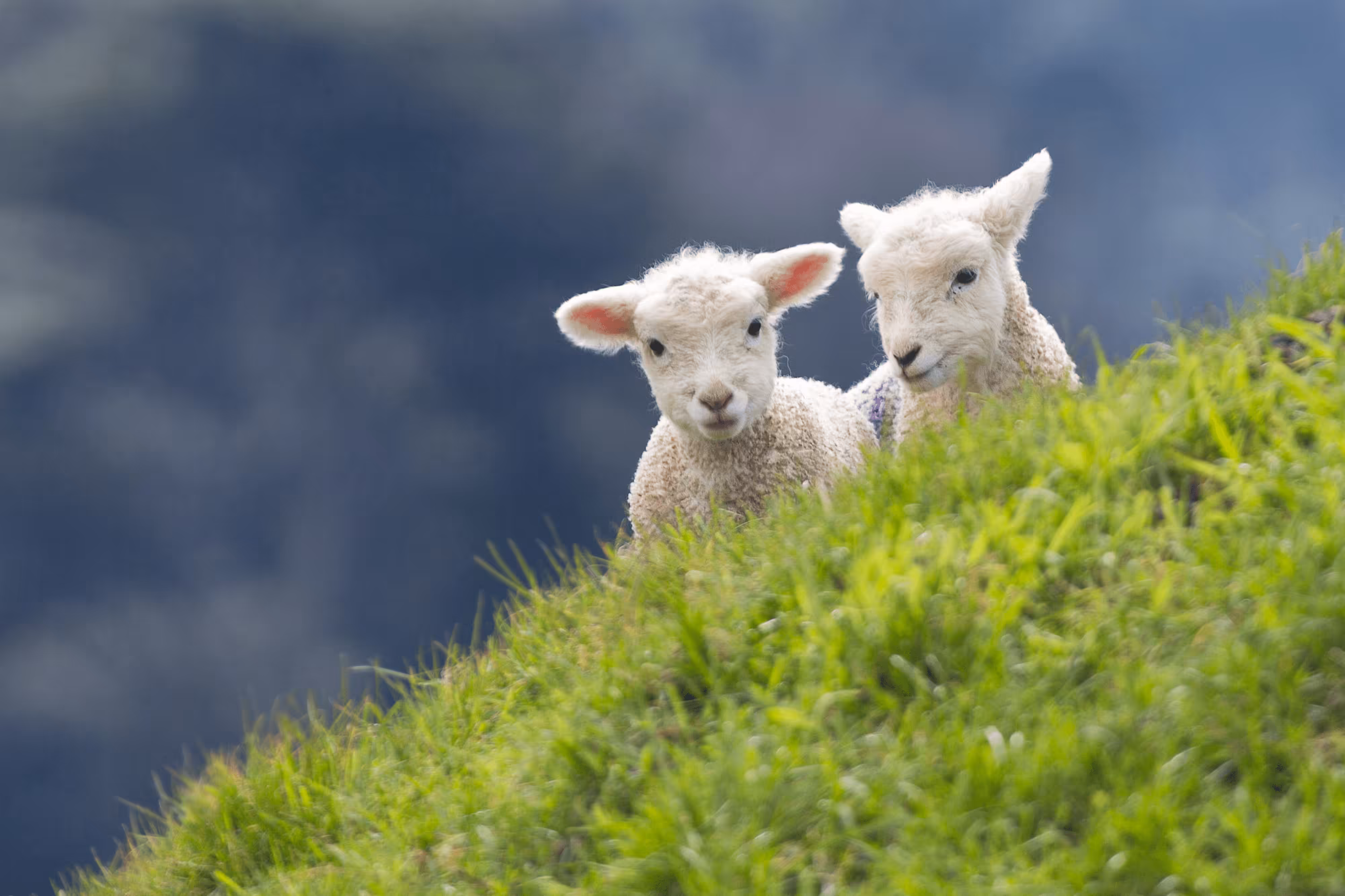 Spring Lambs