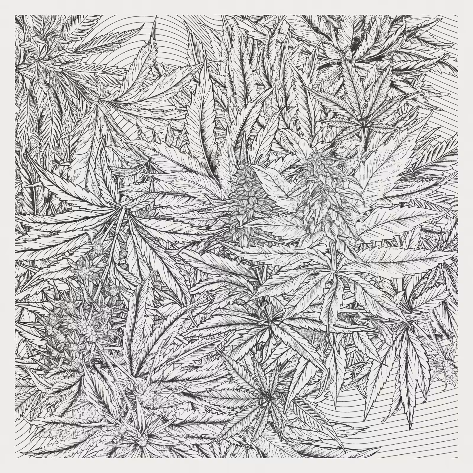 zancannabis #224