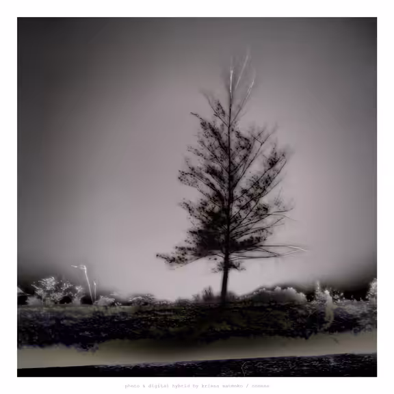 ONE PINE
