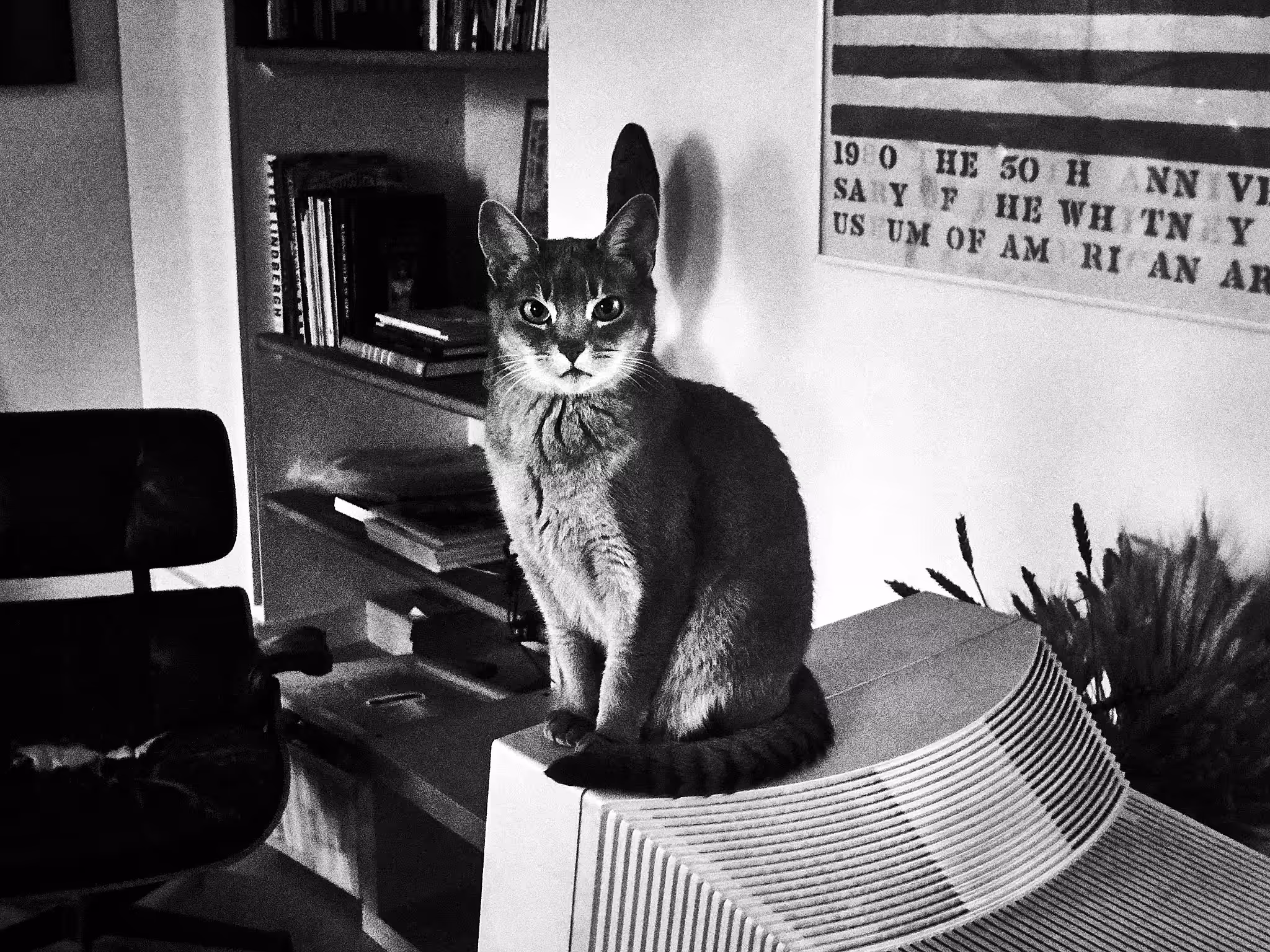 Photographer's Cat