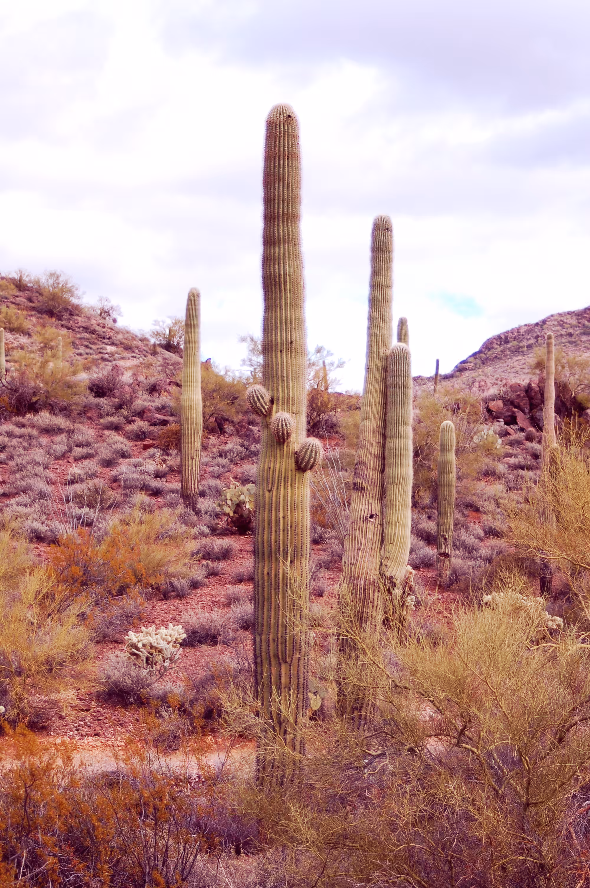 Cacti Portrait #5