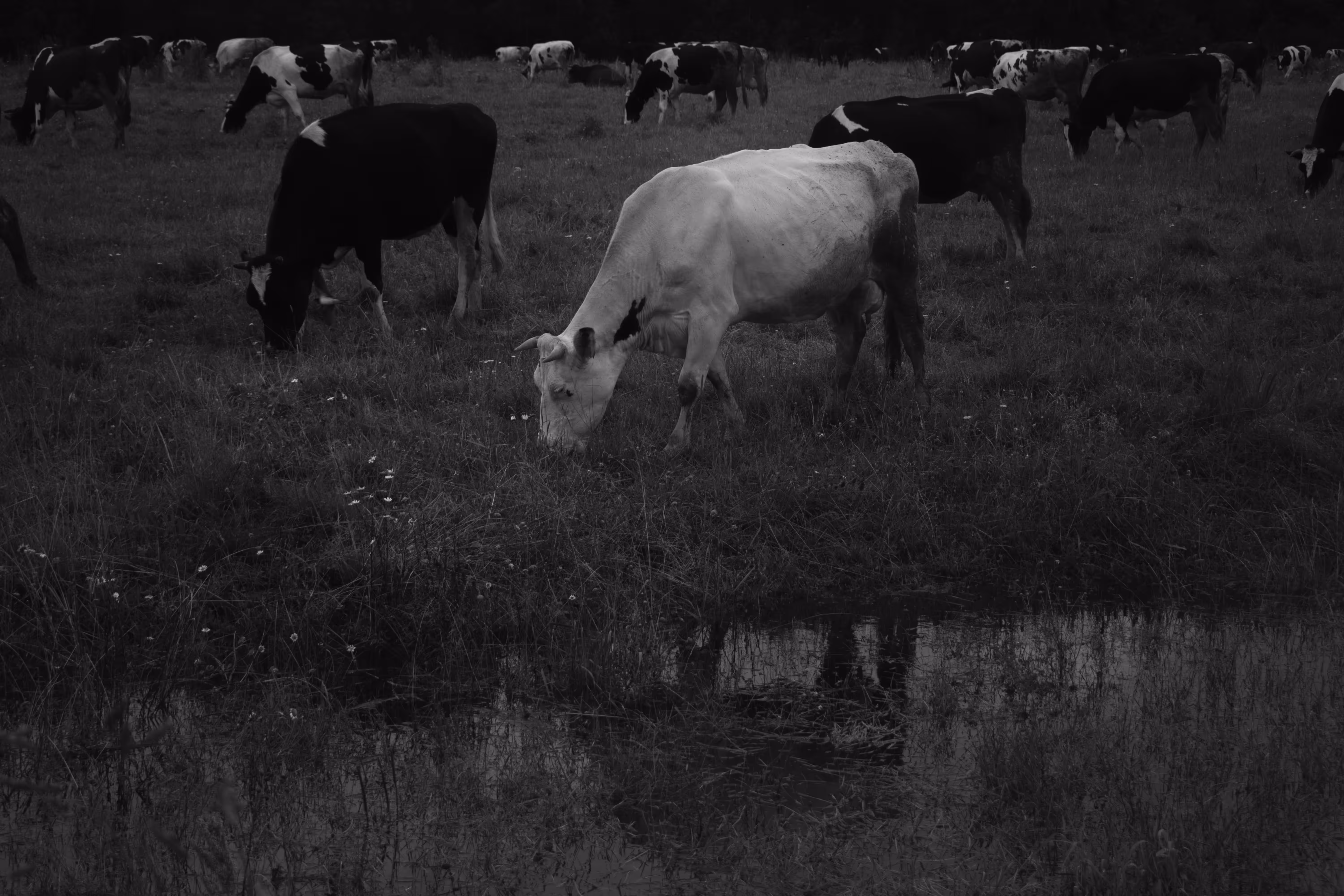 Cows