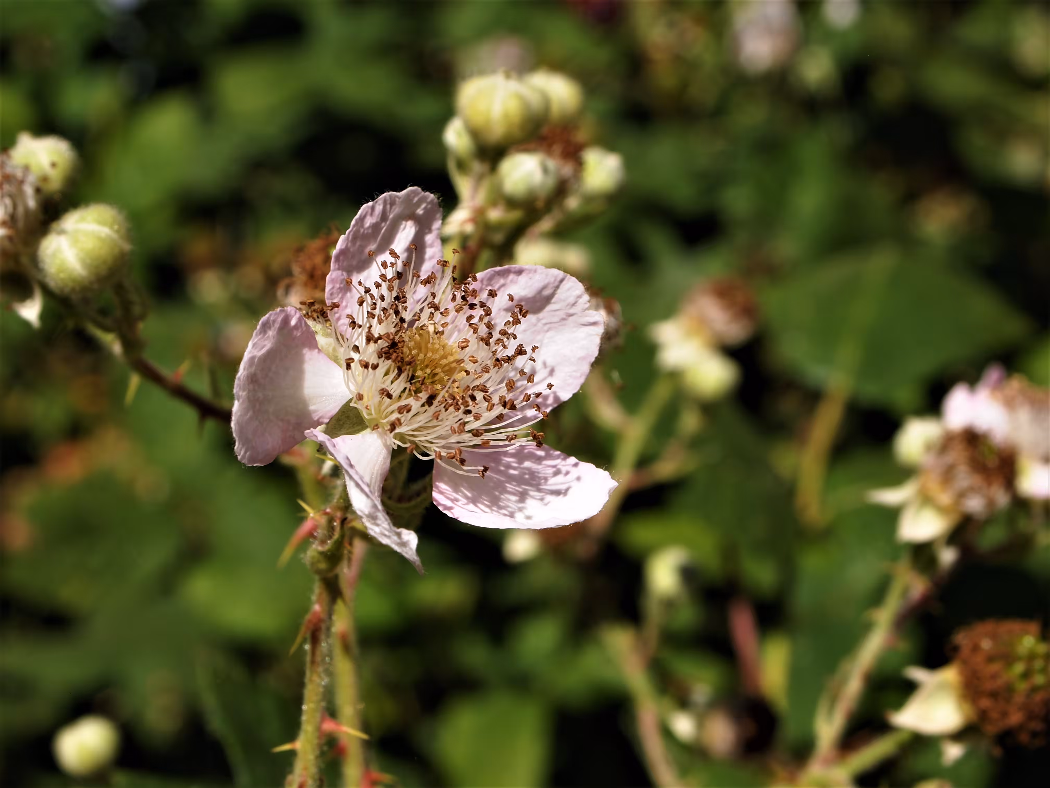 Graceful Beauty: A Close-up of Rubus Fruticosus Flower
