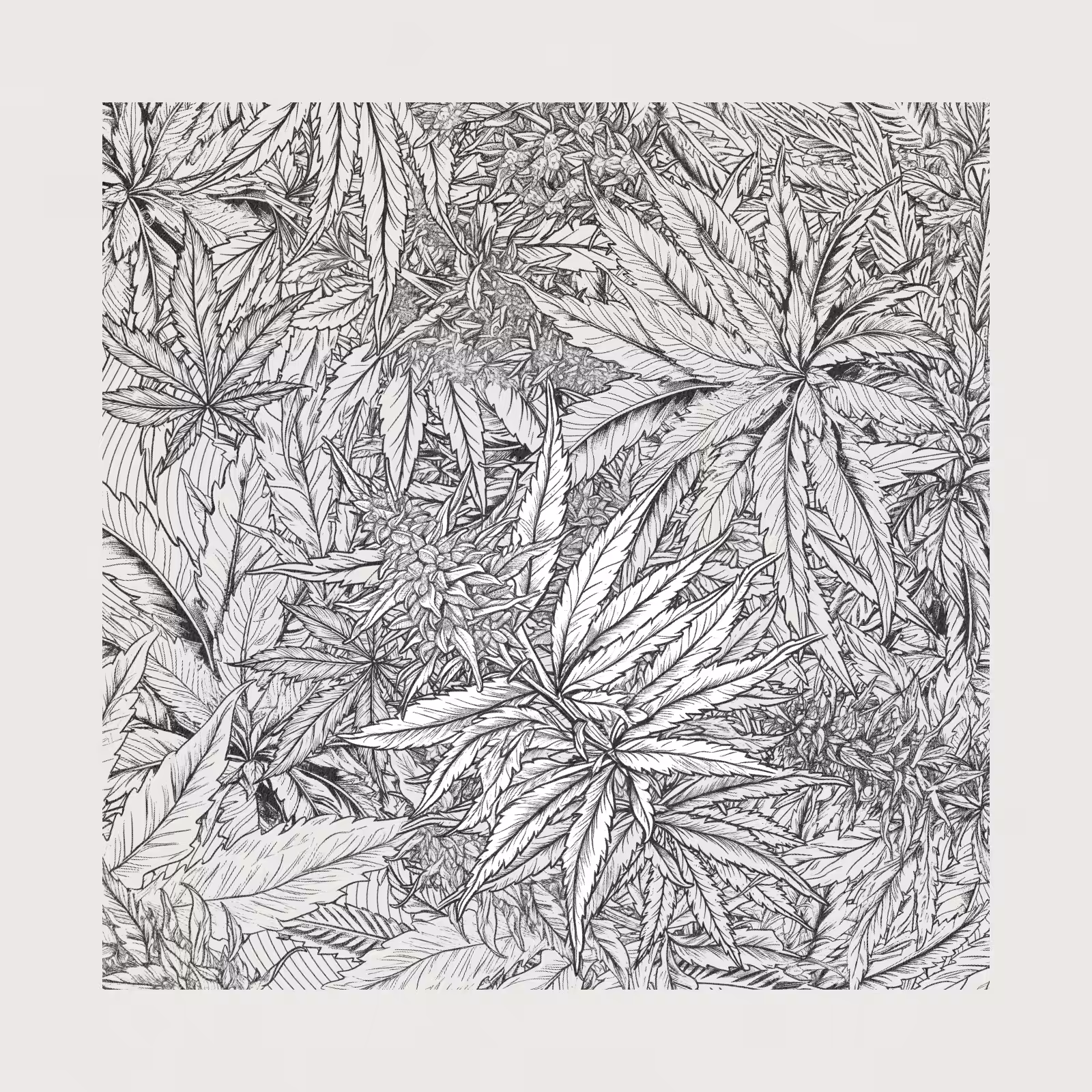 zancannabis #199
