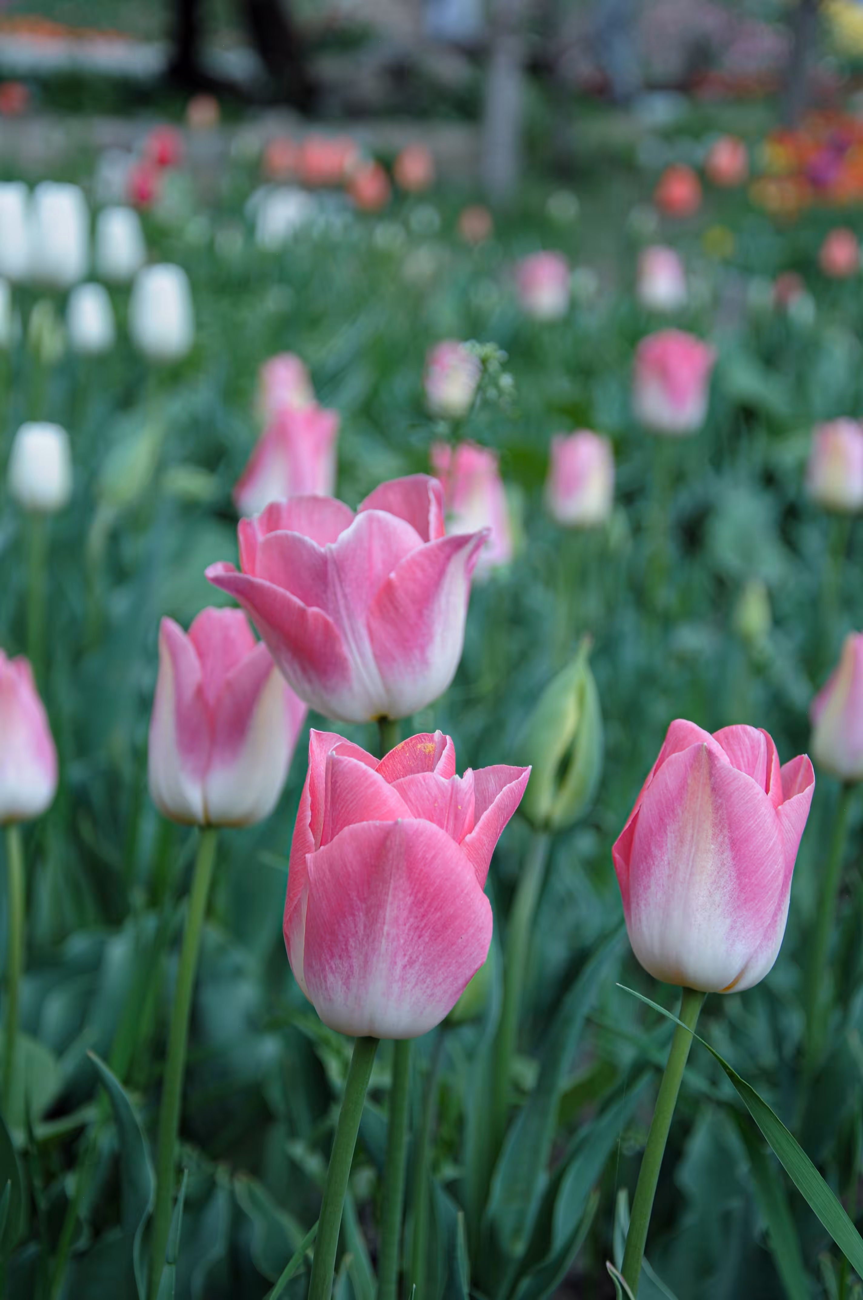flowers: Kiss of Spring