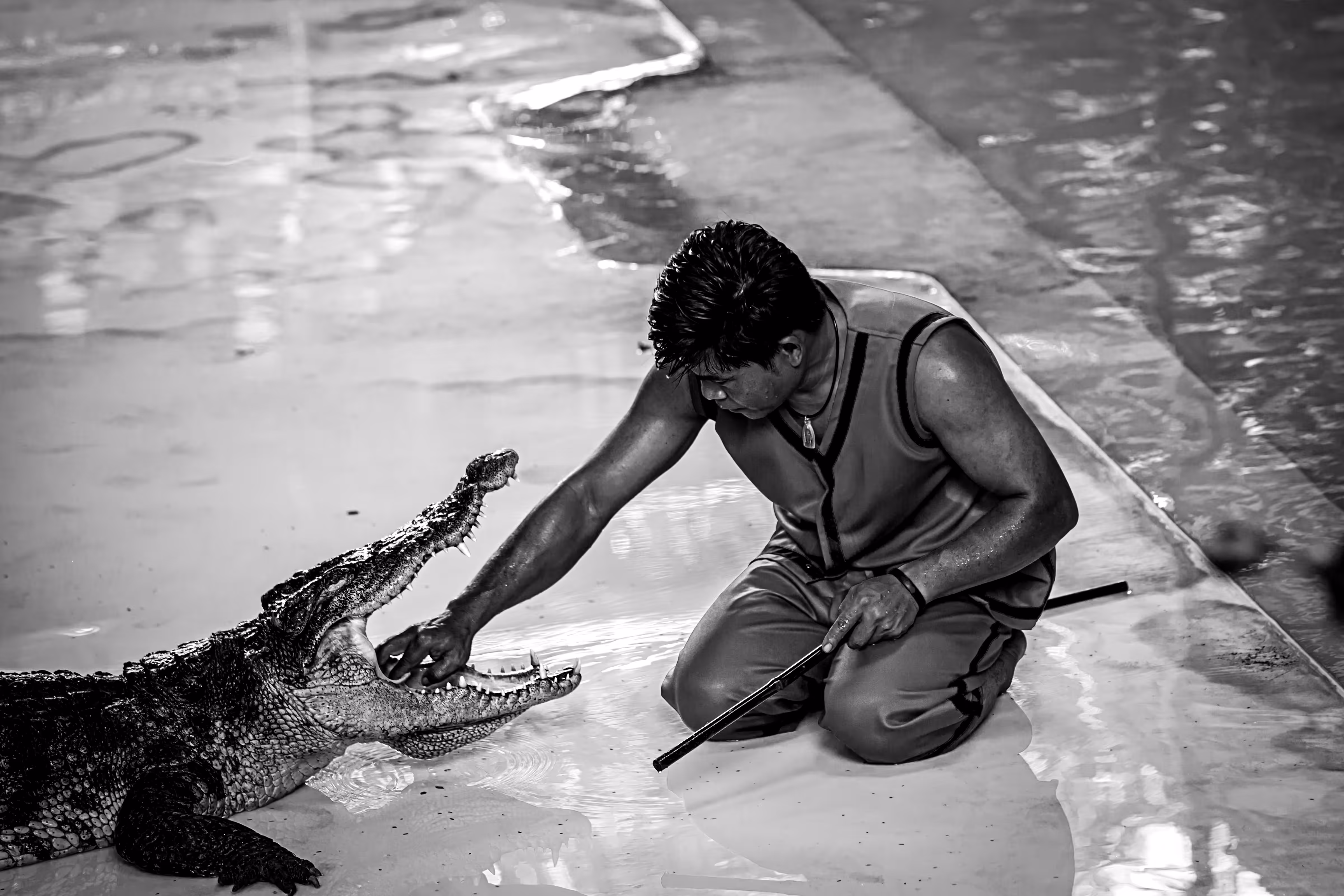 crocodile show #1