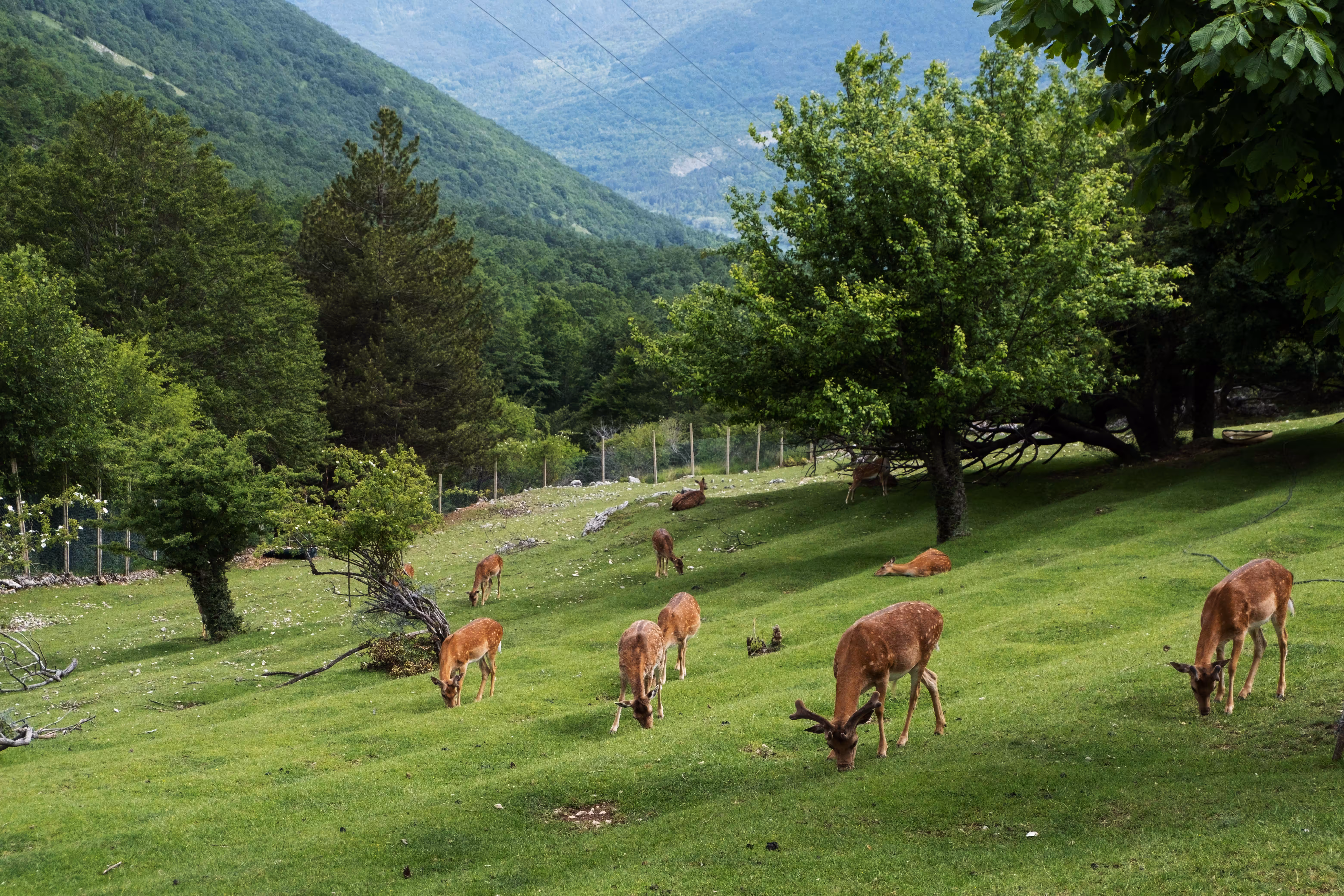 Fawns