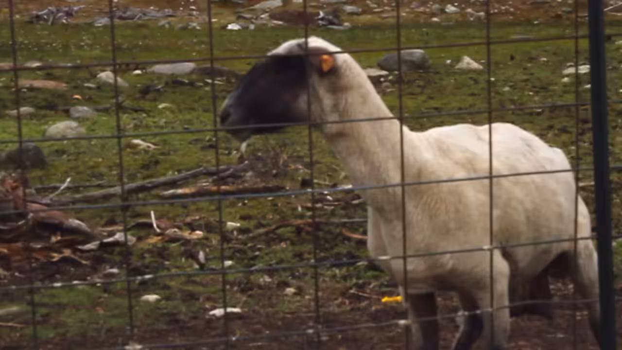 The Screaming Sheep (Original Upload)