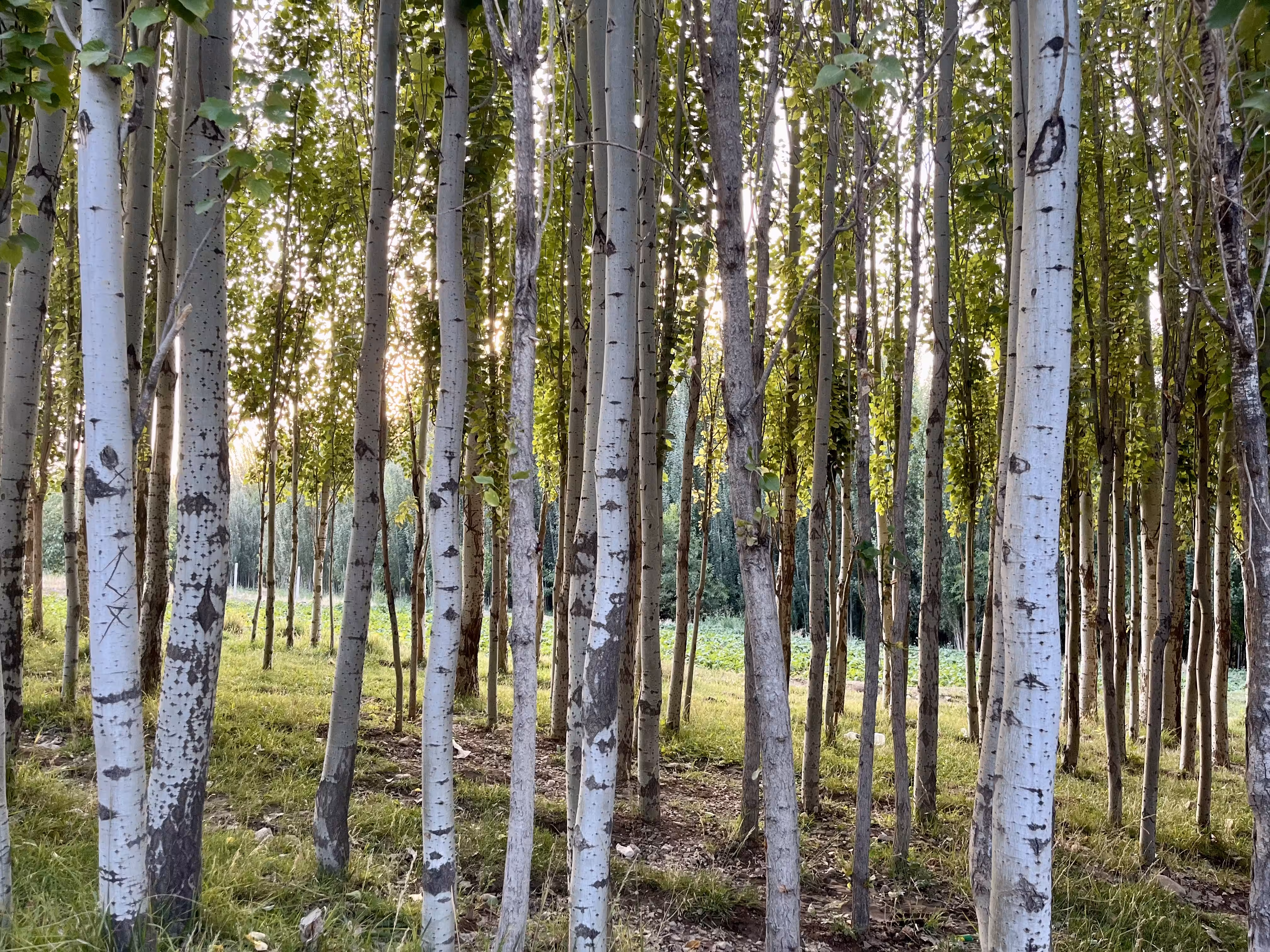 Silver Embrace of the Forest