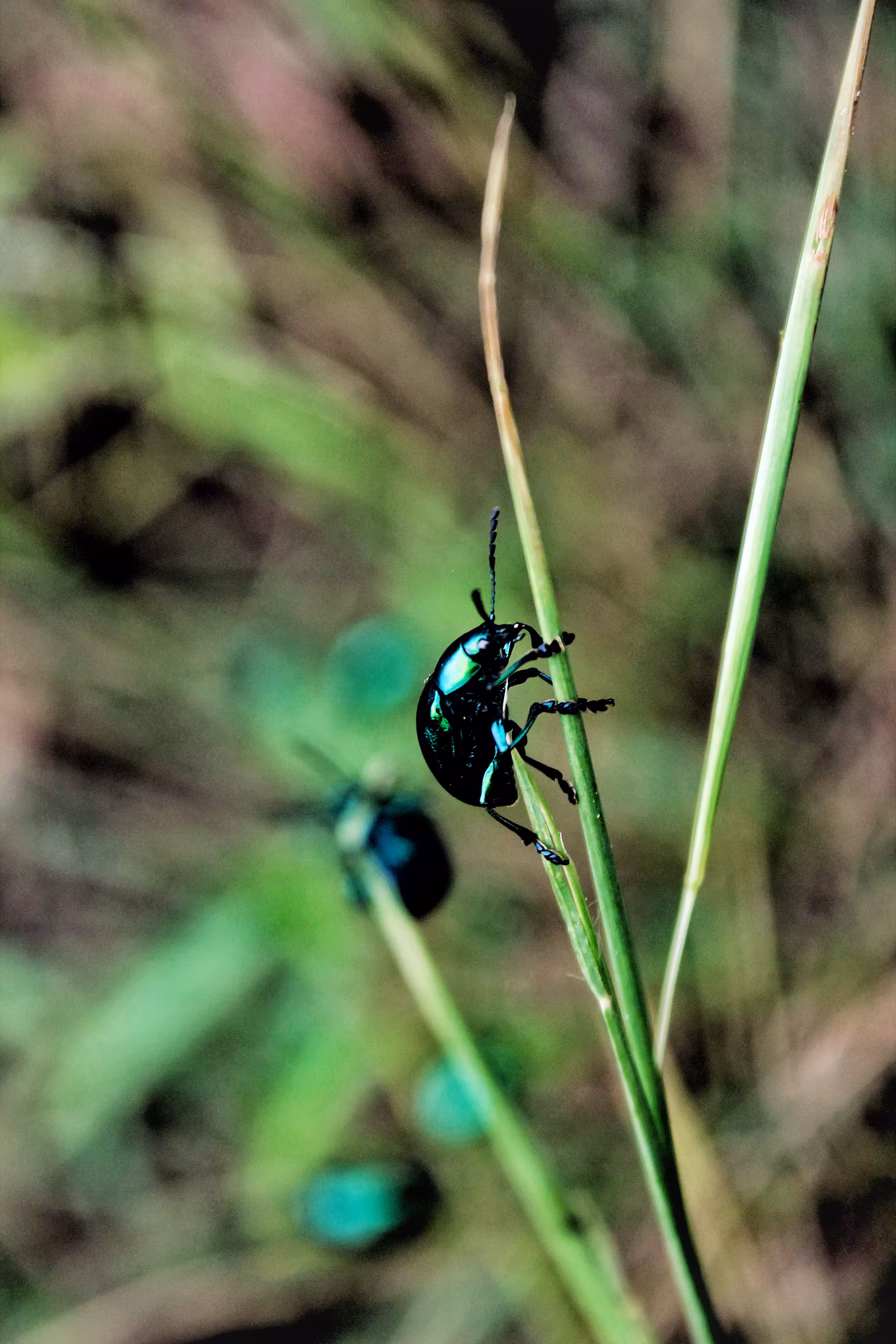 the glittering beetle
