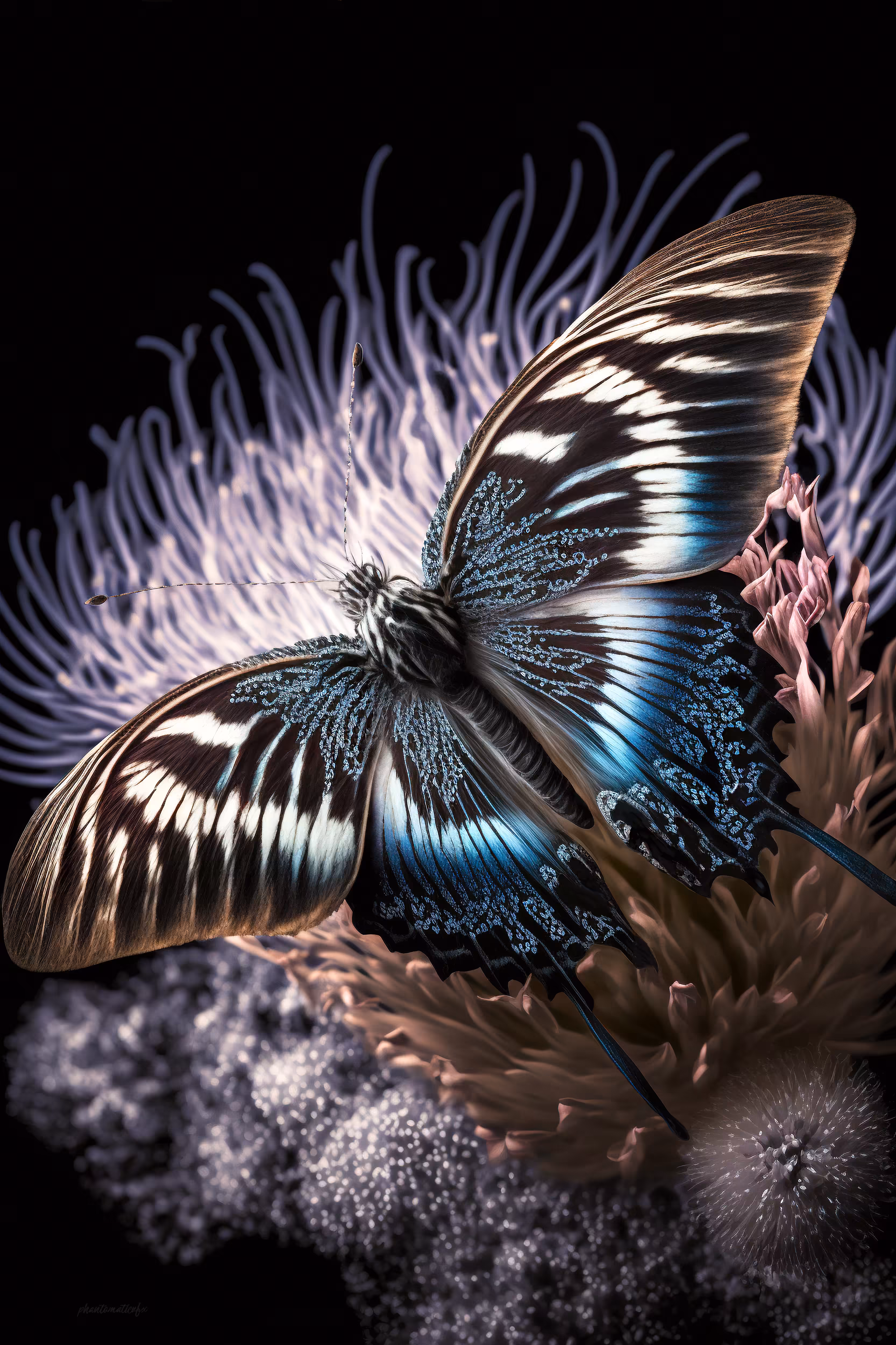Butterfly Effect #50