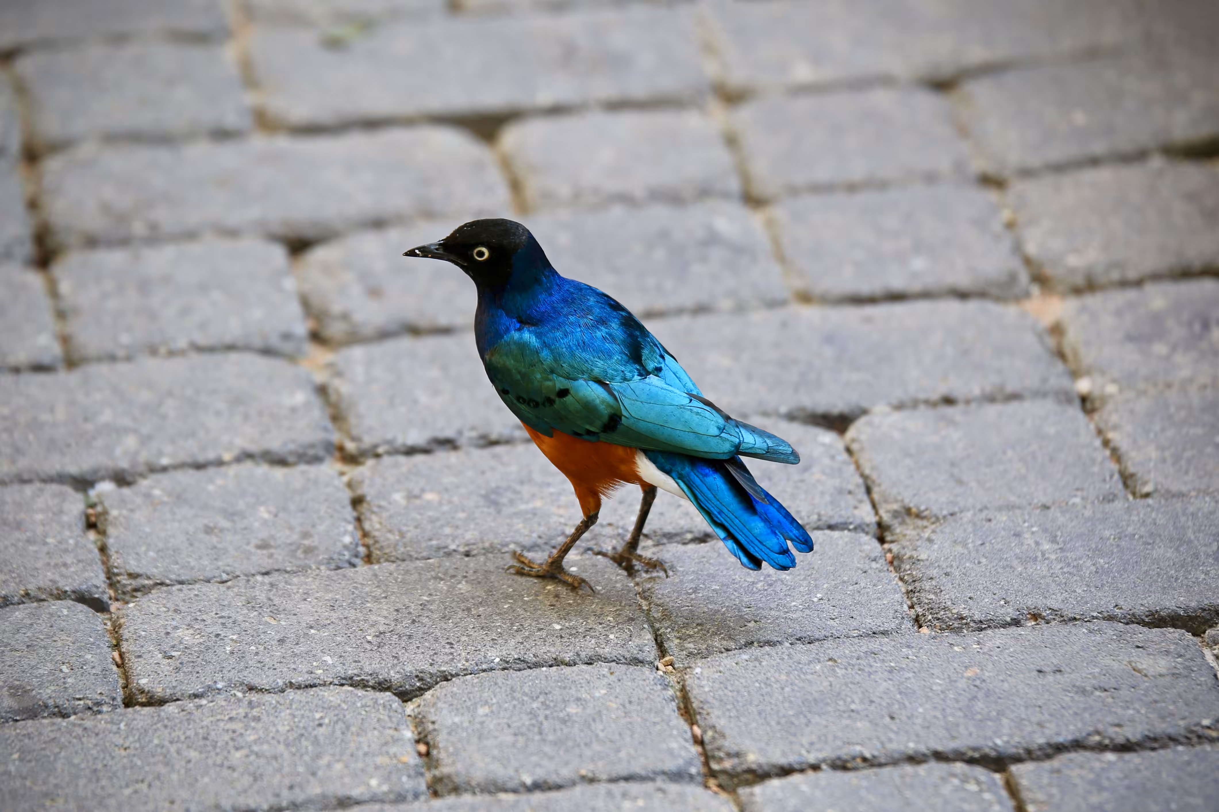 Superb Starling
