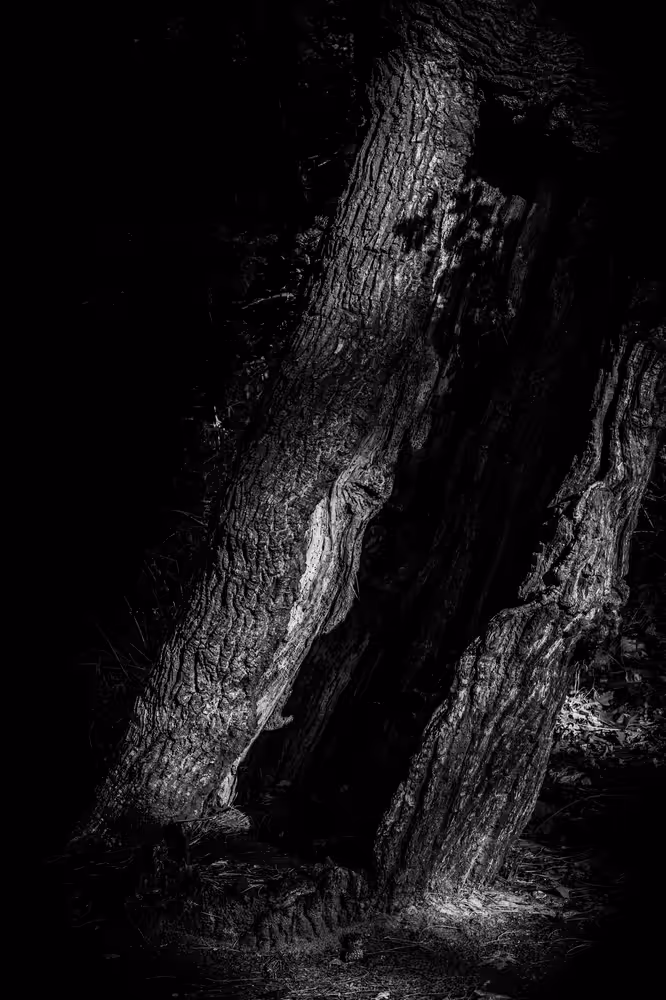 A split trunk in monochrome.