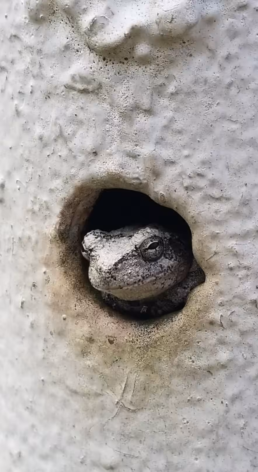 Camo frog