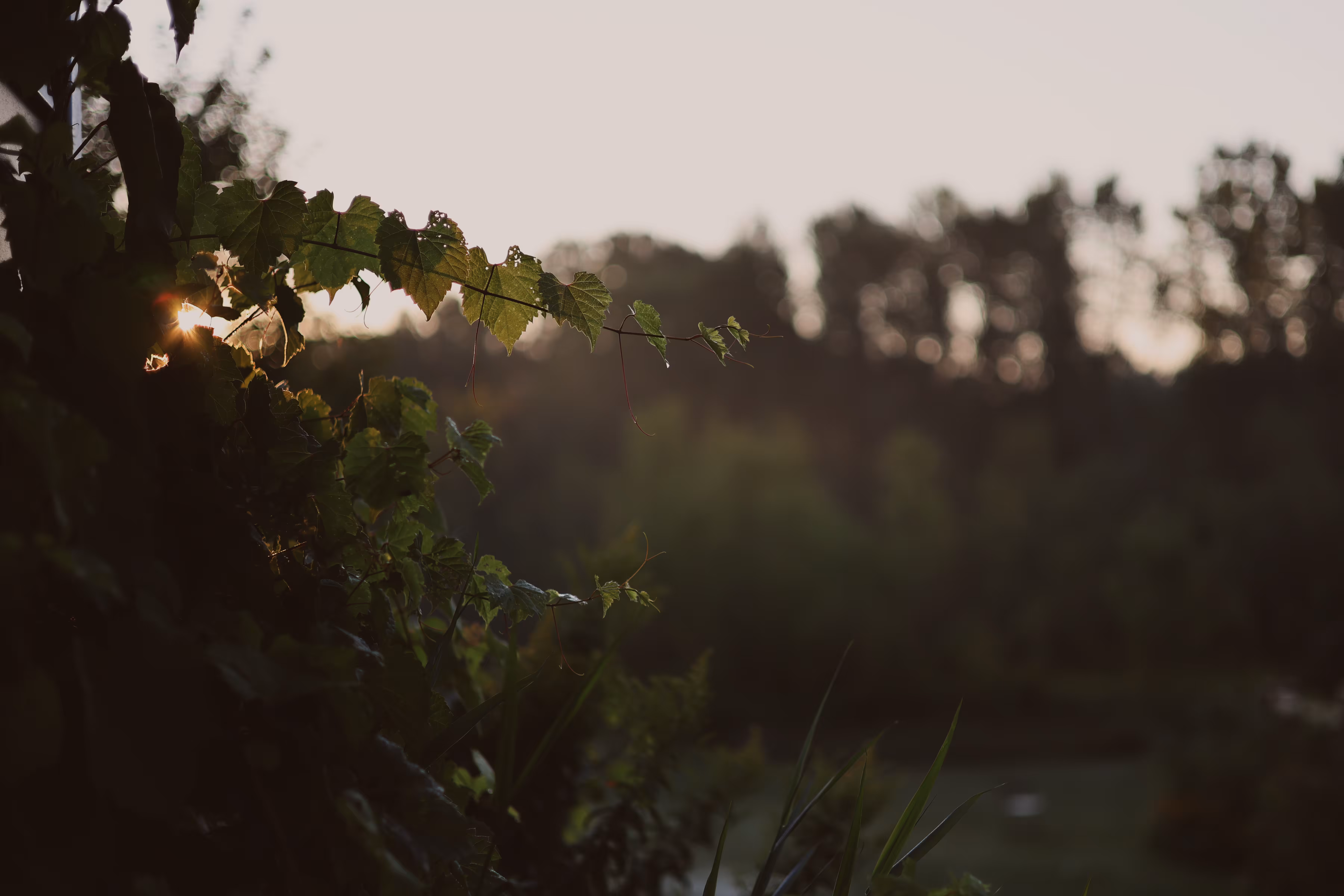 _morning light